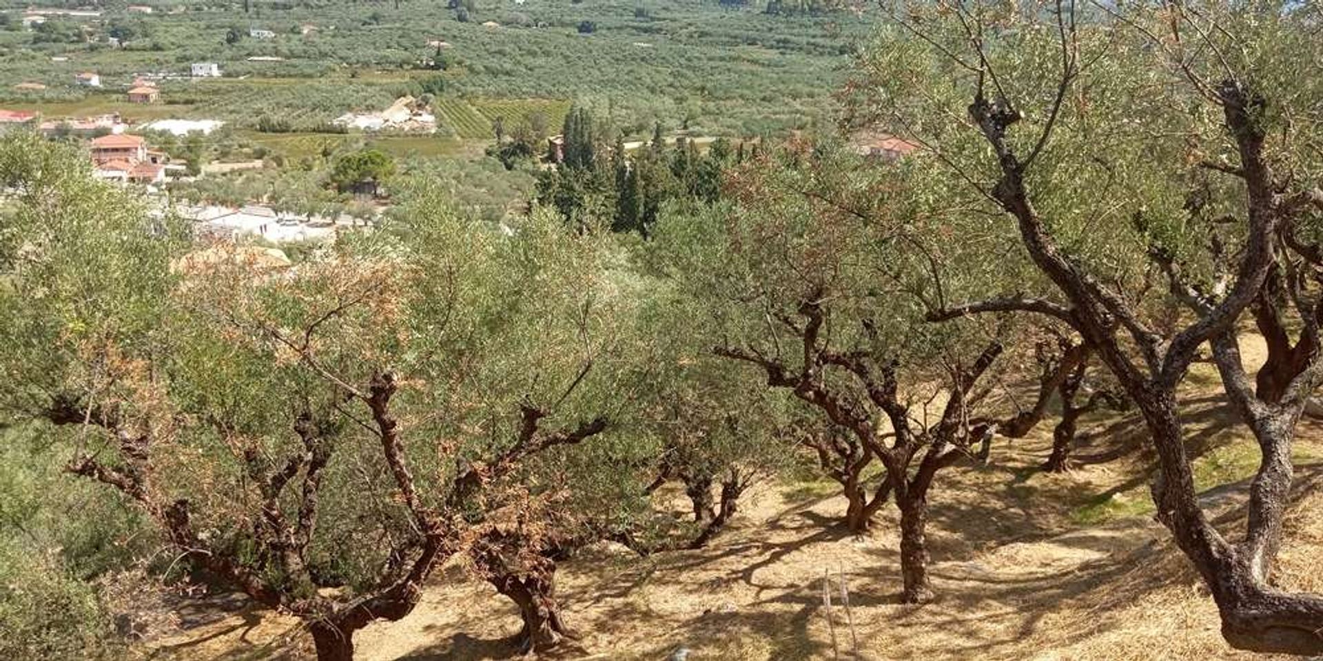 Terra no Zakynthos, Zakinthos 10086587