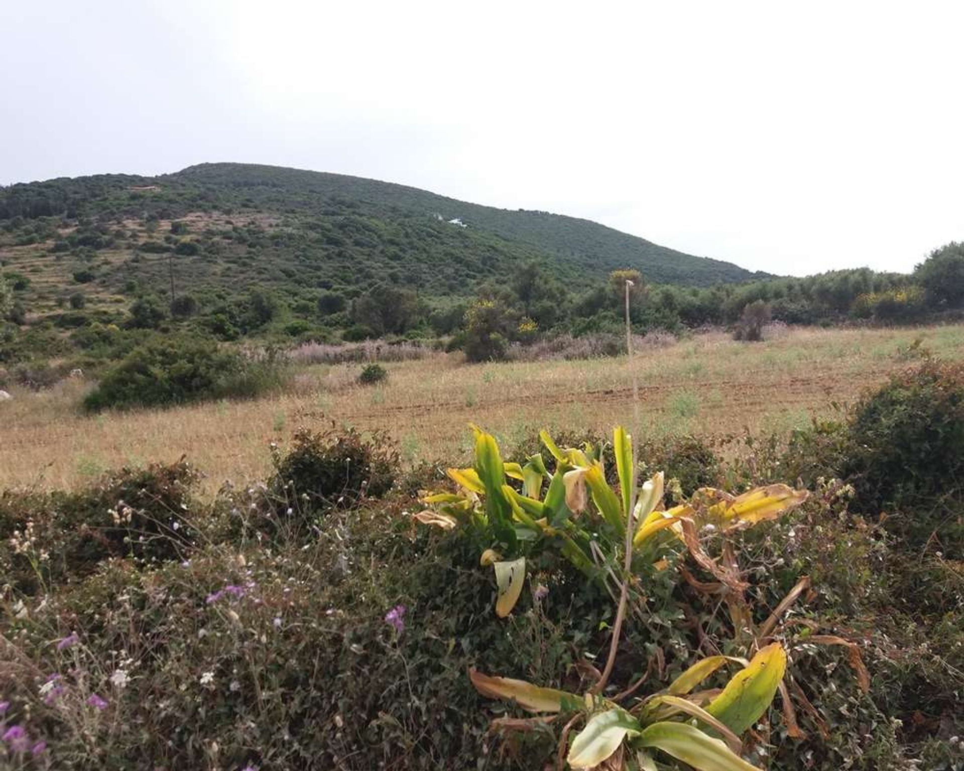 Land im Zakynthos, Zakinthos 10086588