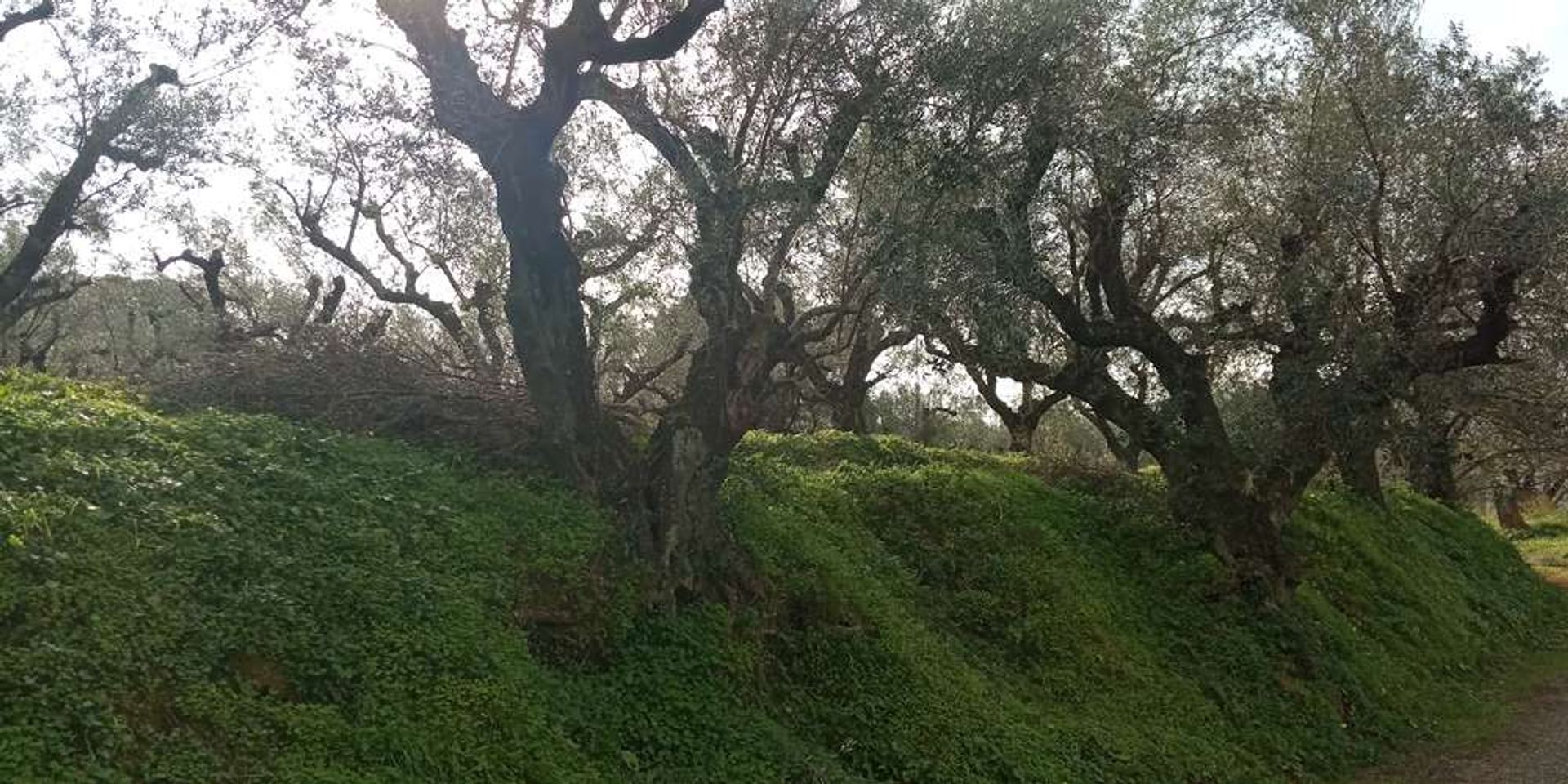 ארץ ב בוצ'אלי, יוניה ניסיה 10086590