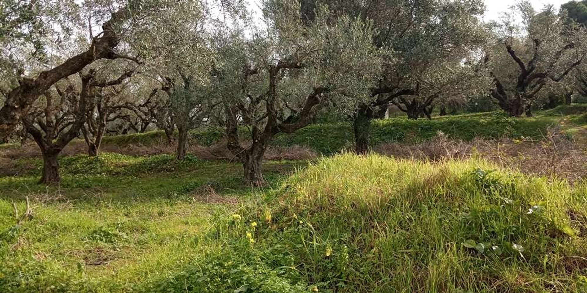 ארץ ב בוצ'אלי, יוניה ניסיה 10086590