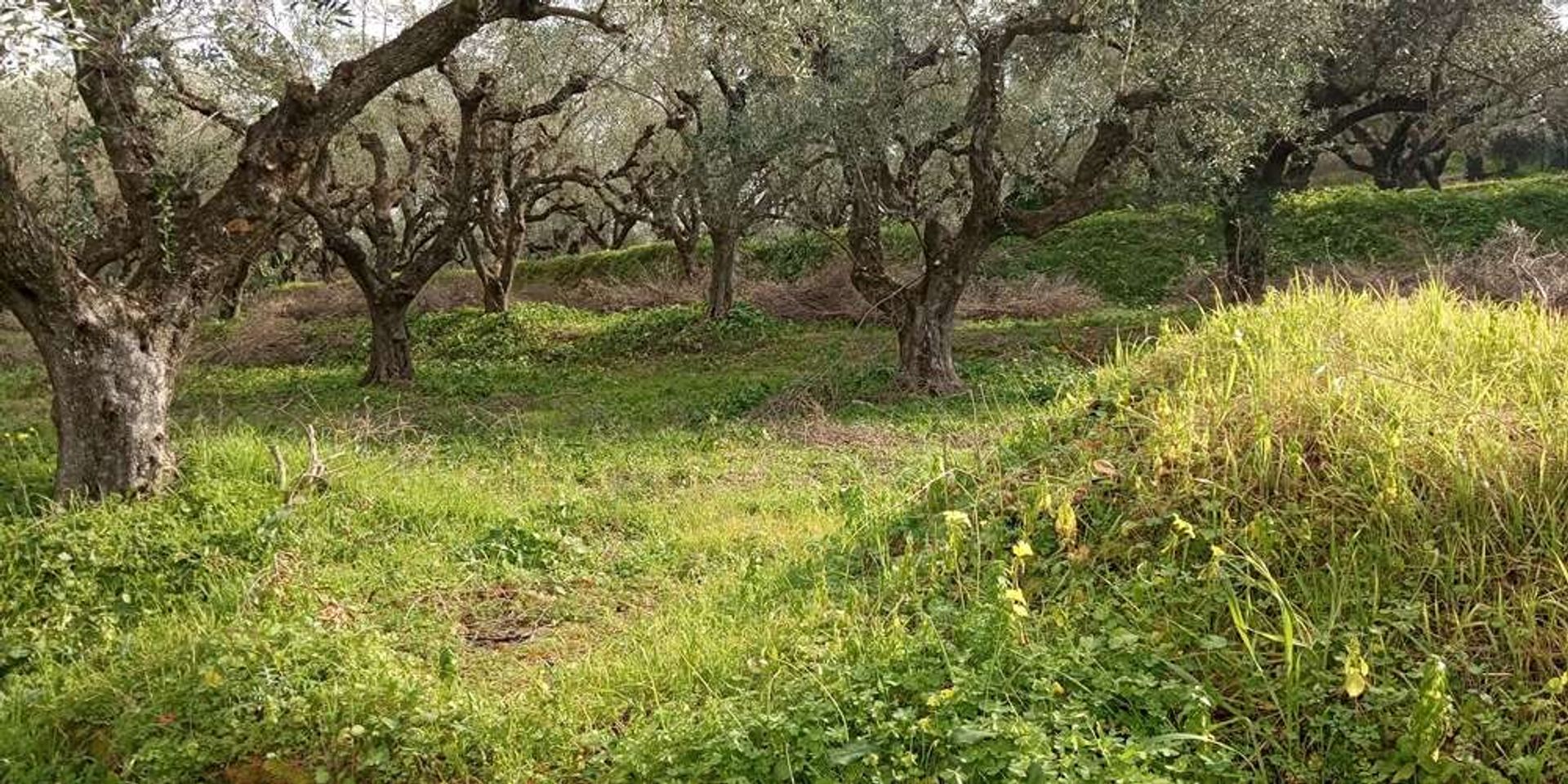 土地 在 Zakynthos, Zakinthos 10086590