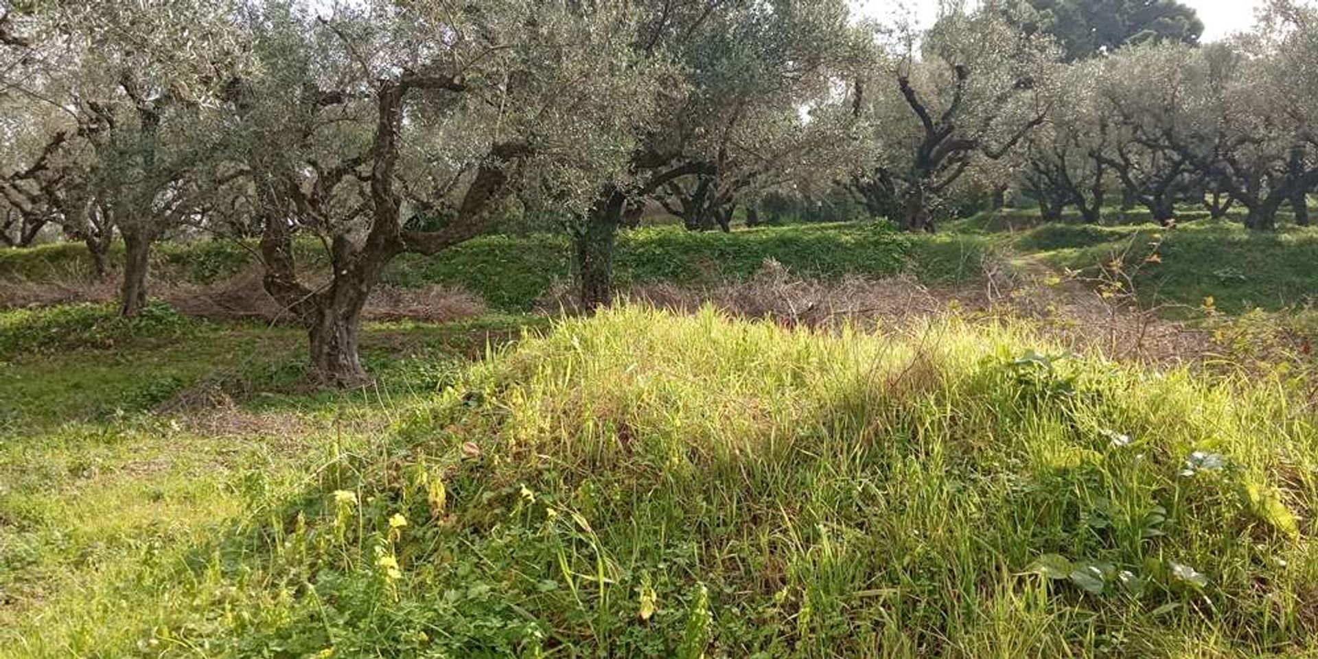 土地 在 Zakynthos, Zakinthos 10086590