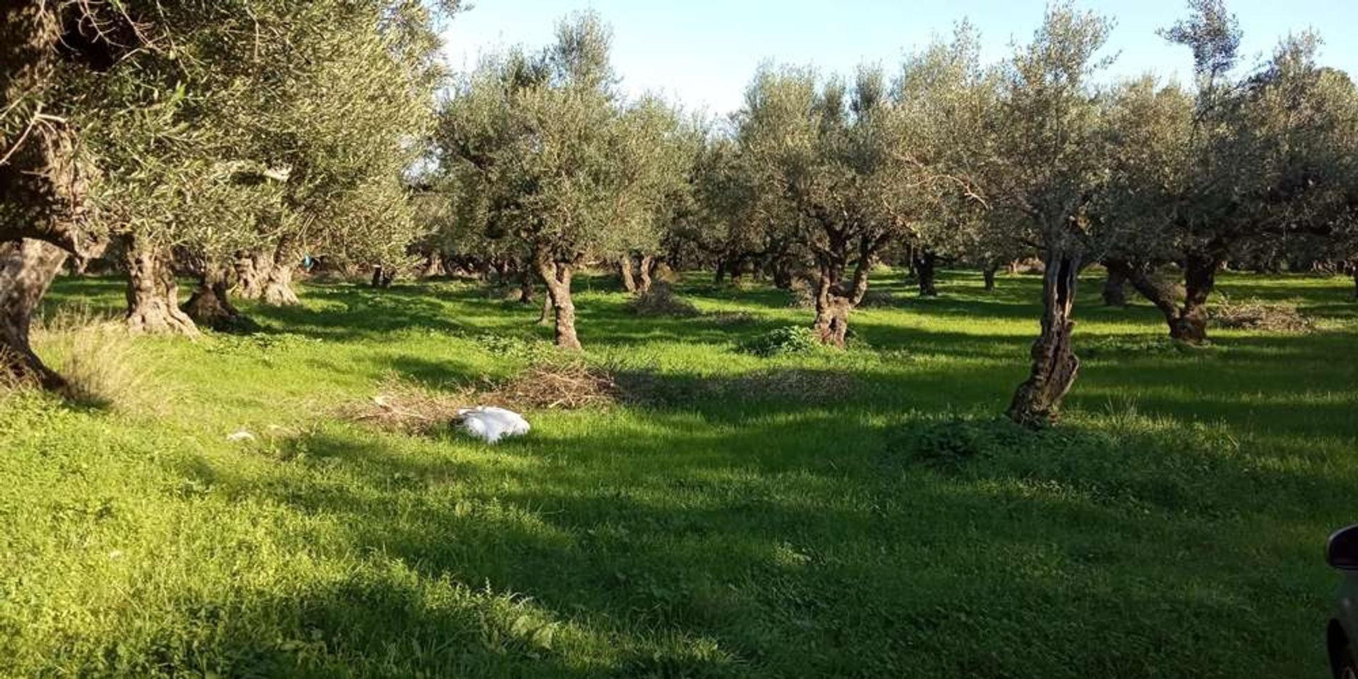 Land in Bochali, Ionië Nisia 10086591