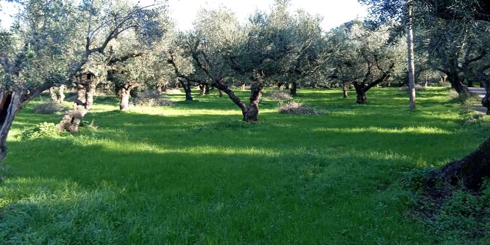 Jord i Zakynthos, Zakinthos 10086591