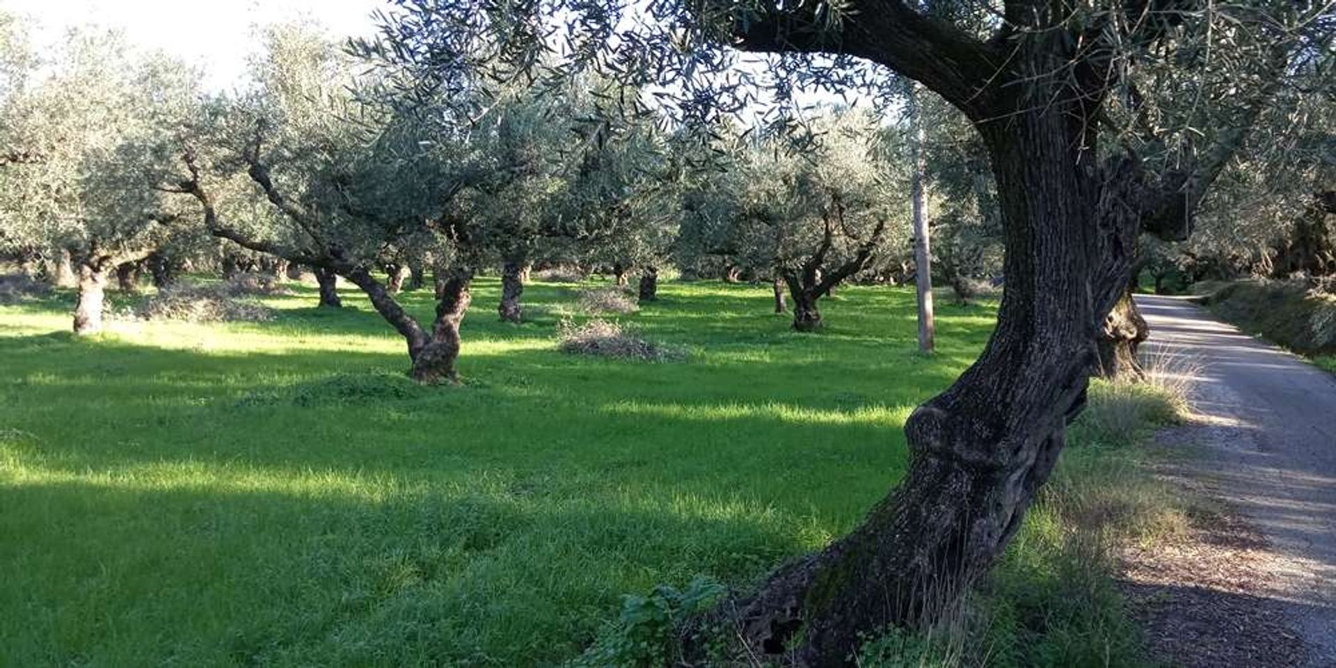 الأرض في Zakynthos, Zakinthos 10086591