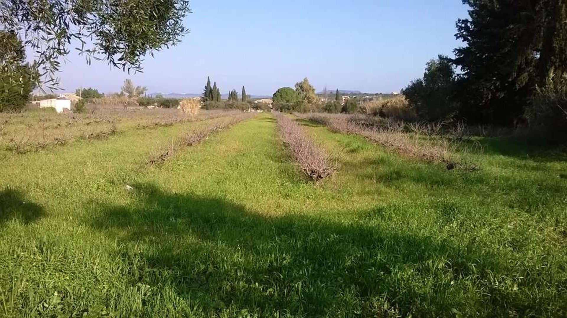 Tierra en bochalí, Jonia Nisia 10086592