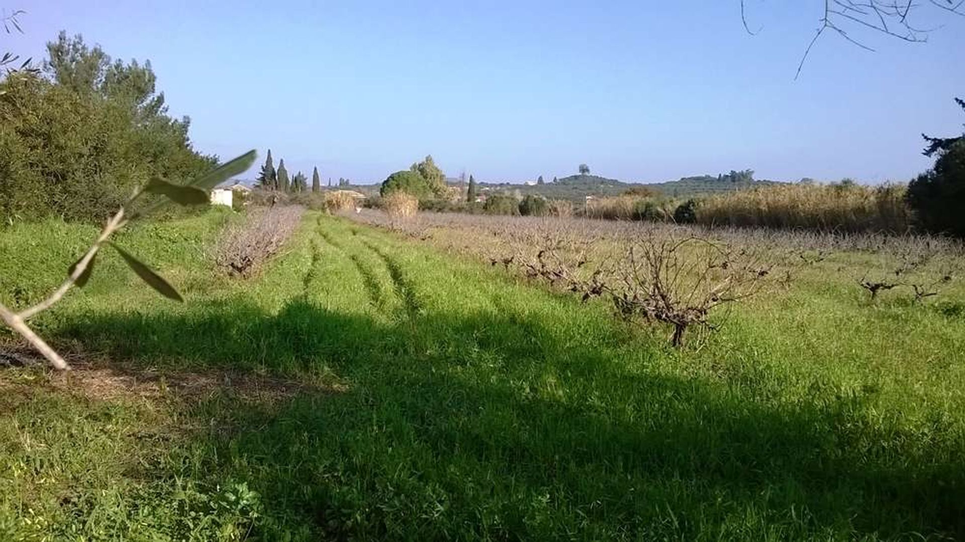 Tierra en bochalí, Jonia Nisia 10086592