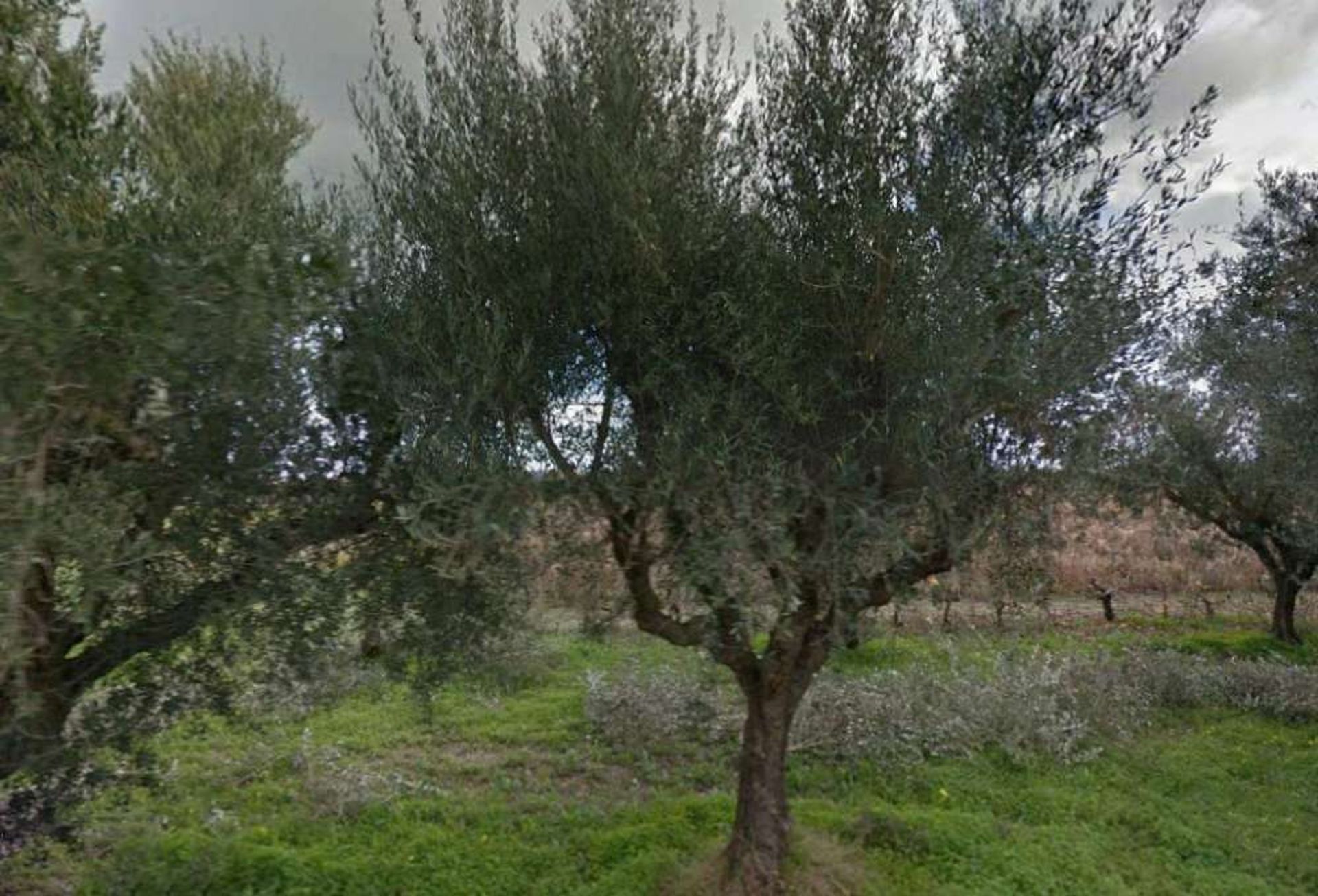 الأرض في Zakynthos, Zakinthos 10086593