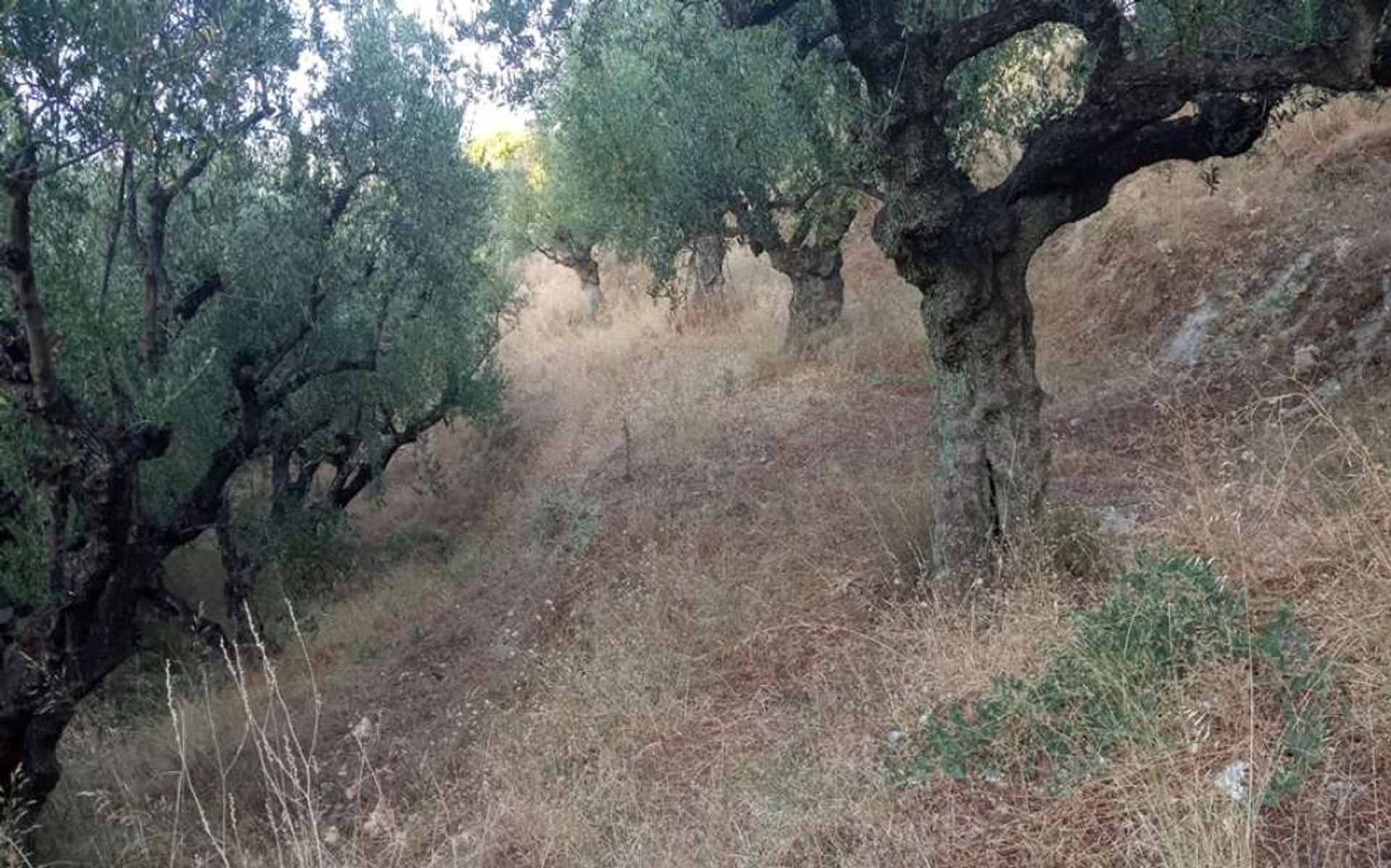 Tanah di Zakynthos, Zakinthos 10086597