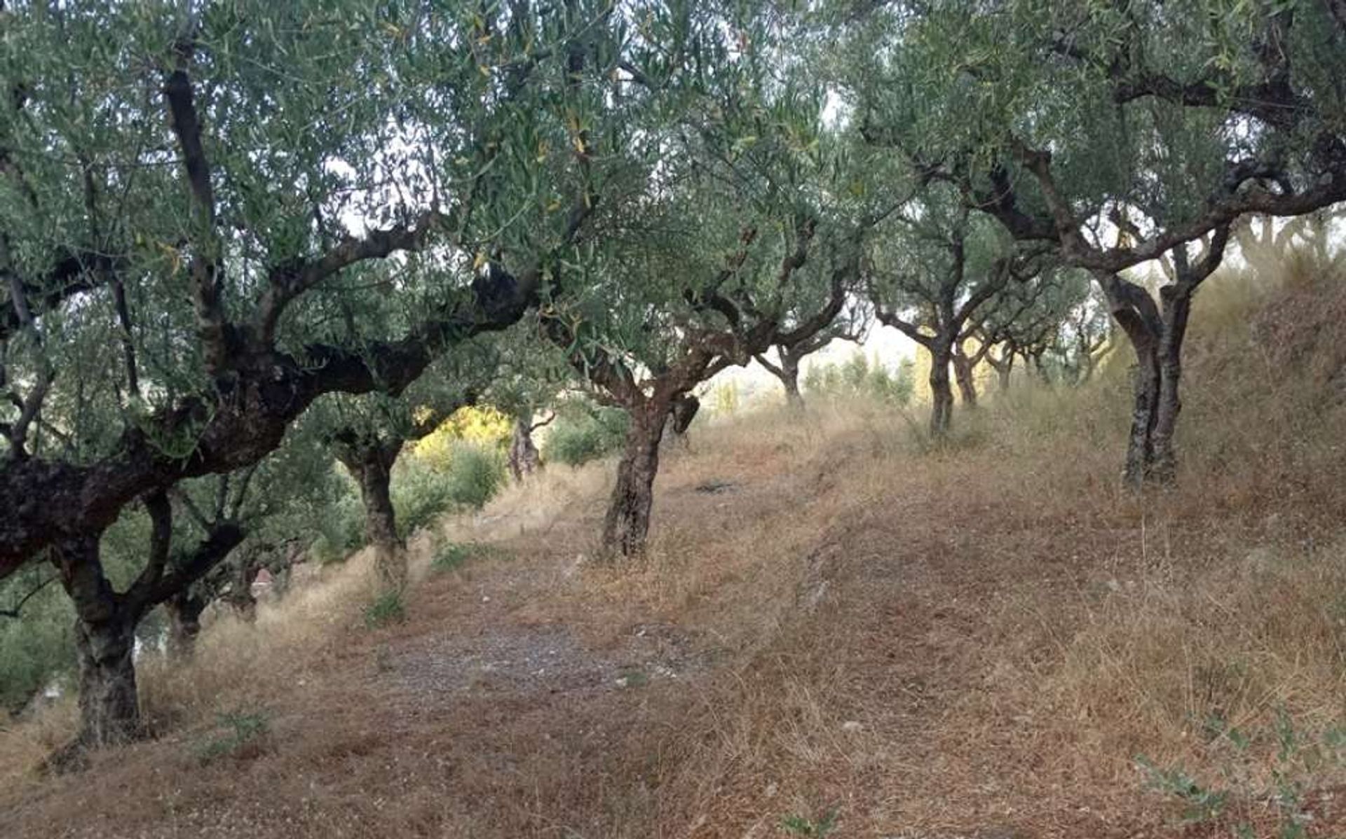 土地 在 Zakynthos, Zakinthos 10086597