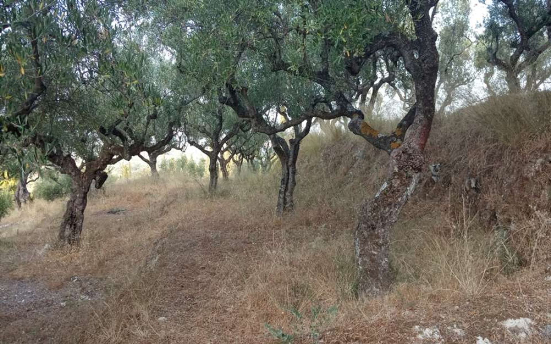 Land i Zakynthos, Zakinthos 10086597