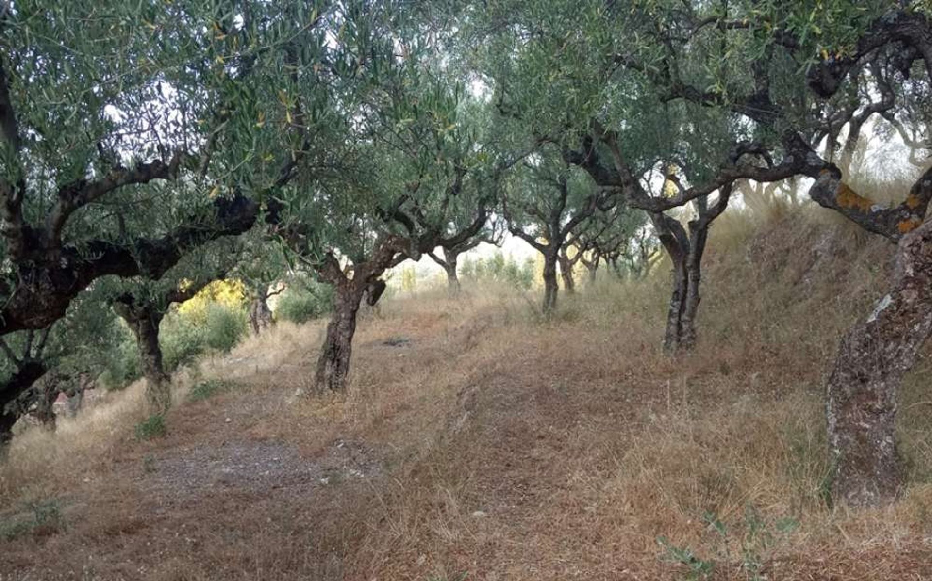 Tanah dalam Zakynthos, Zakinthos 10086597