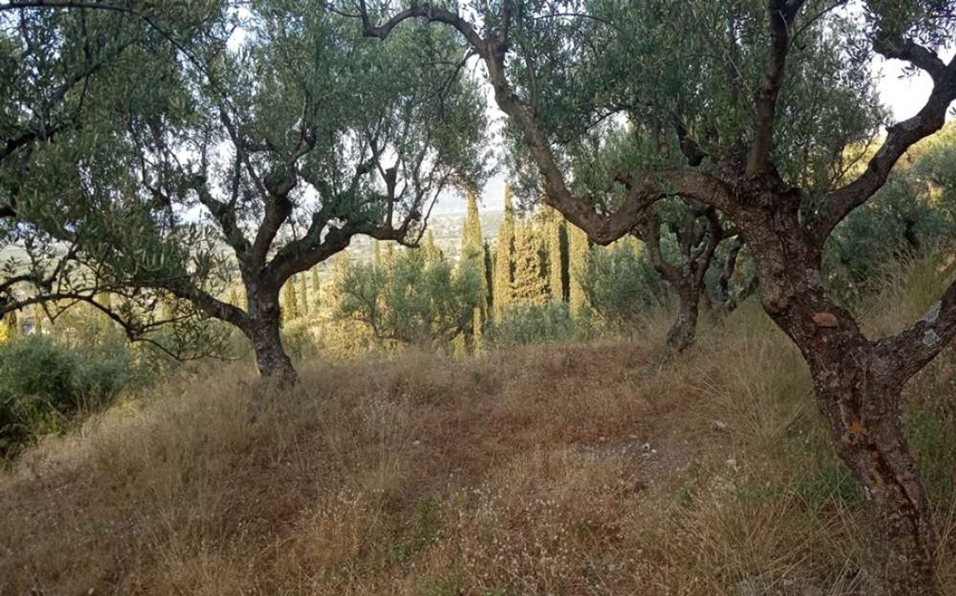 Tanah di Zakynthos, Zakinthos 10086597