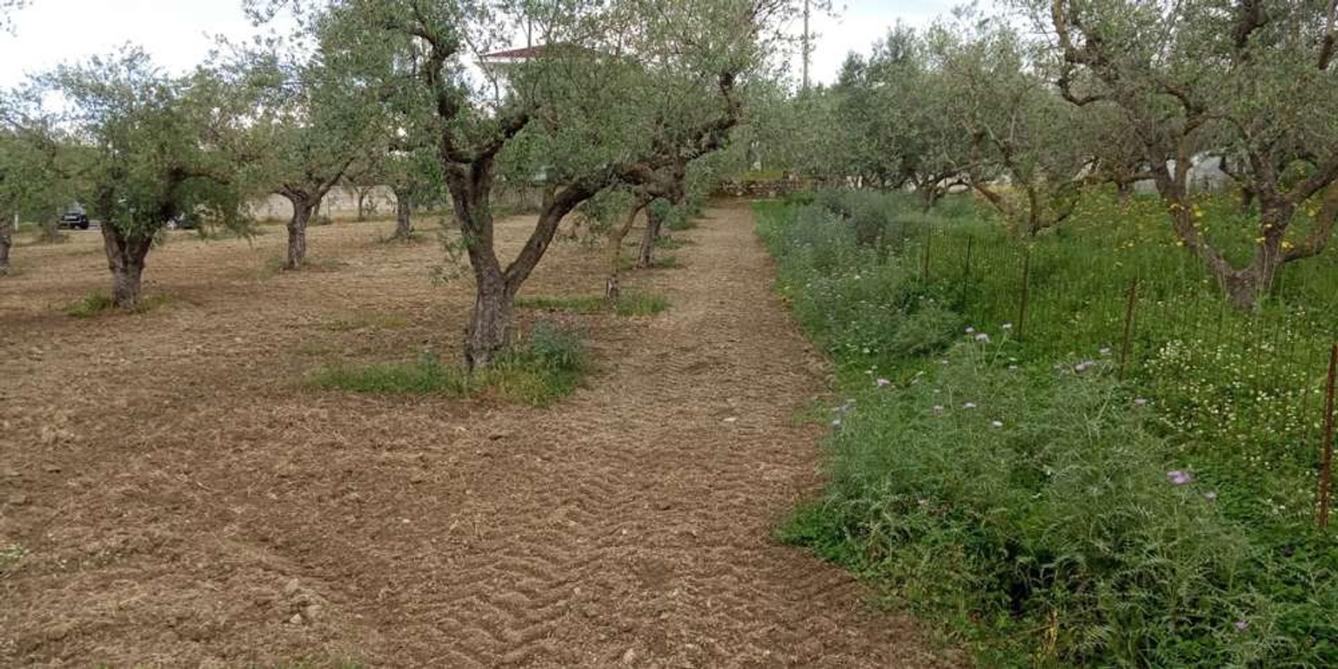 Земля в Zakynthos, Zakinthos 10086598