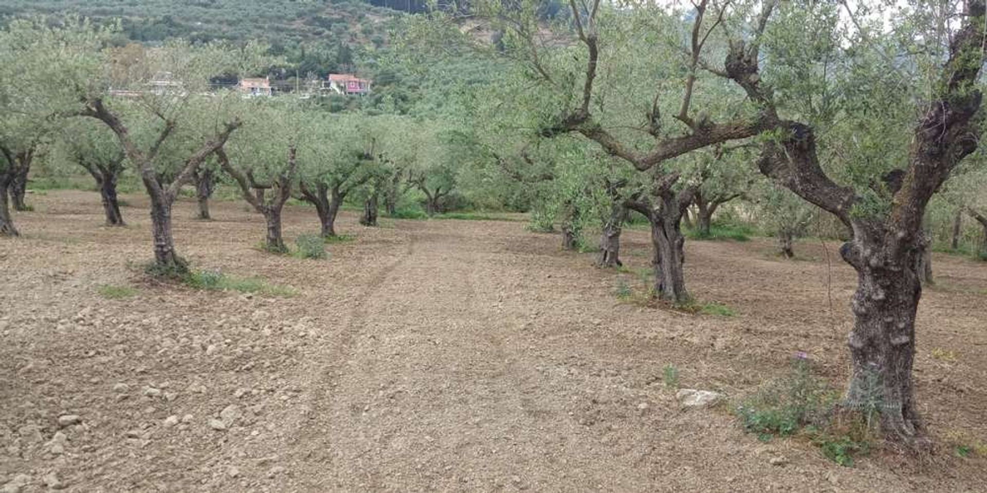 Земля в Zakynthos, Zakinthos 10086598