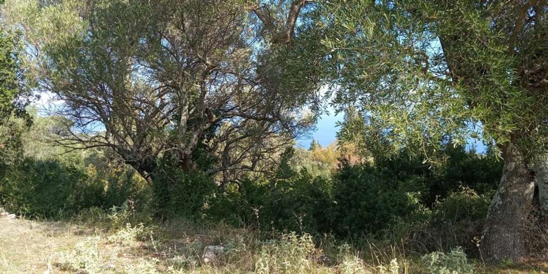 Land in Zakynthos, Zakinthos 10086601