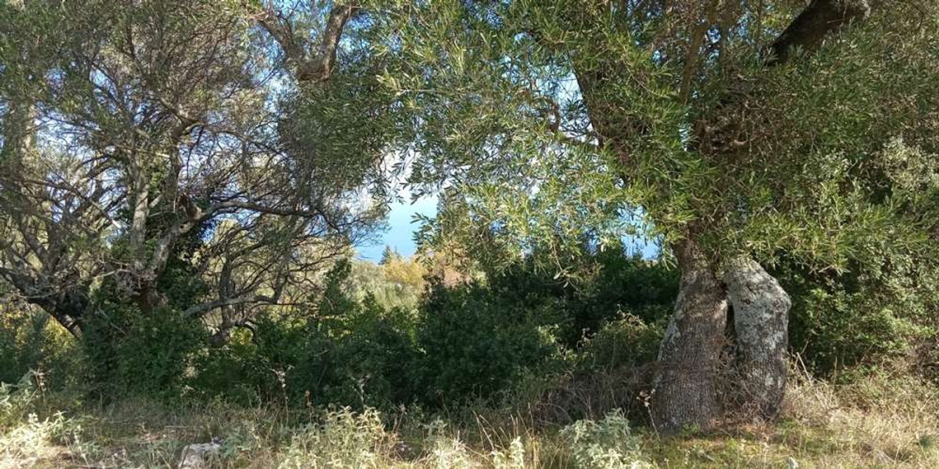 Land in Zakynthos, Zakinthos 10086601