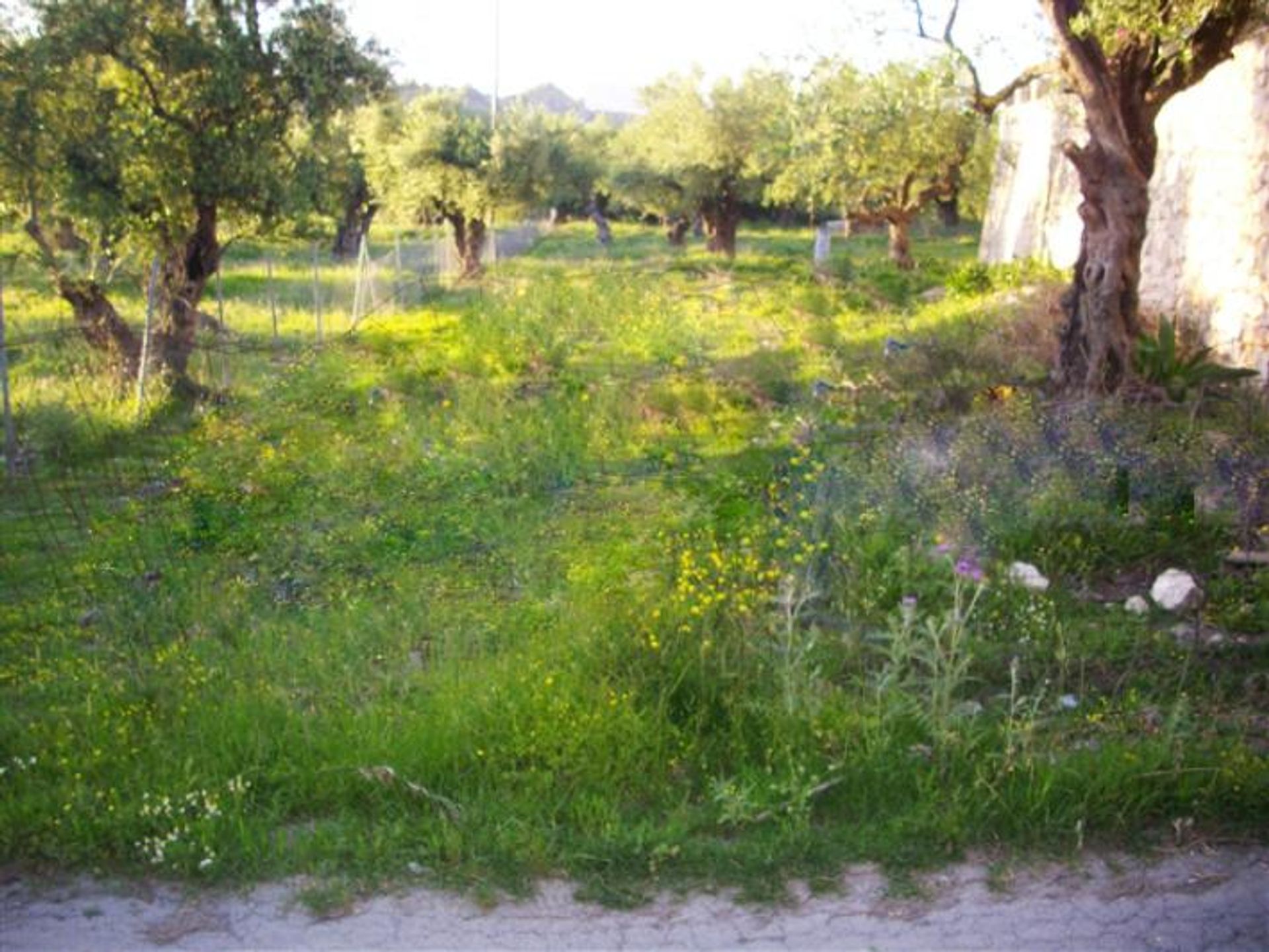 Maa sisään Zakynthos, Zakinthos 10086604