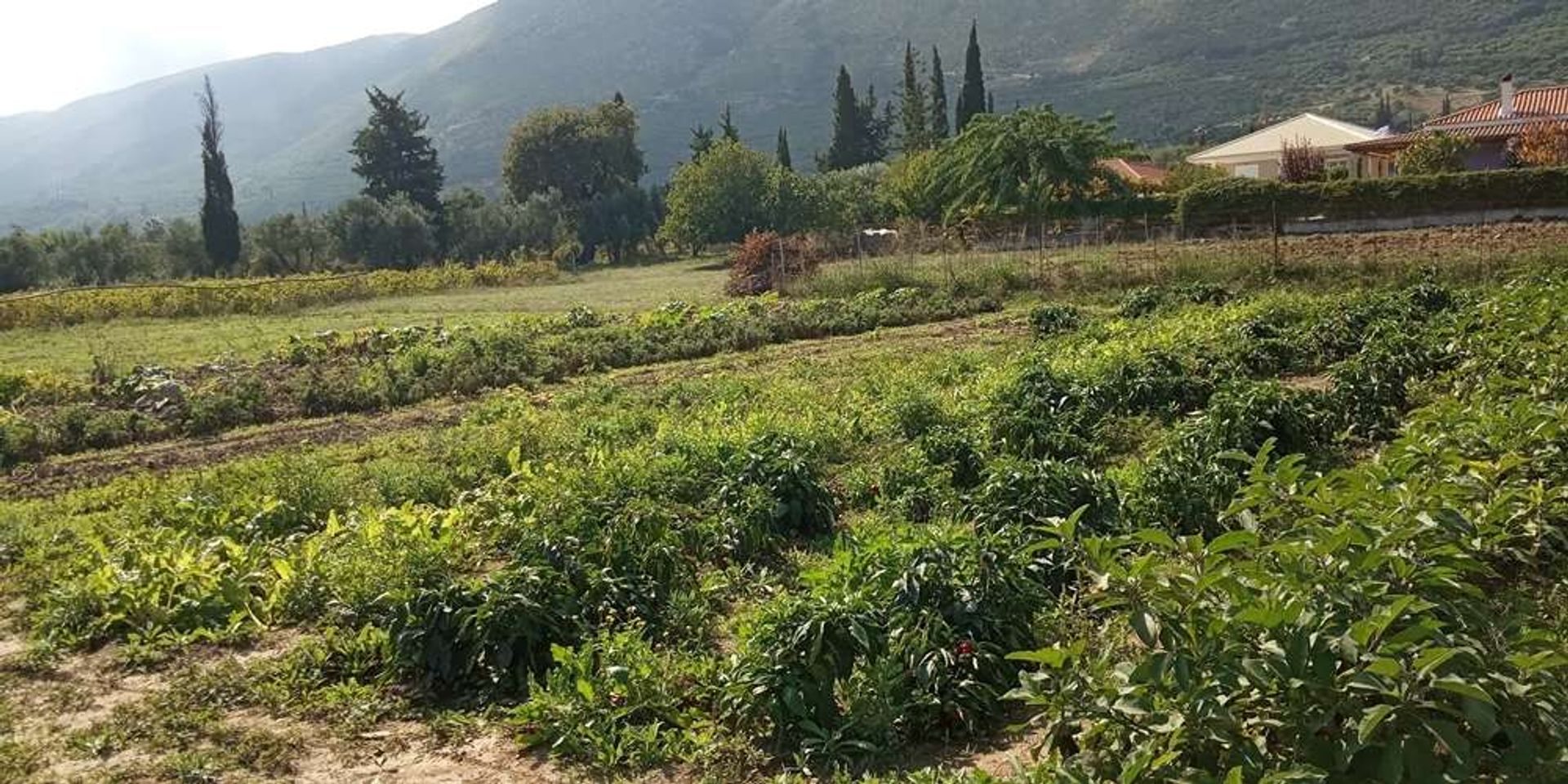 Land in Zakynthos, Zakinthos 10086605