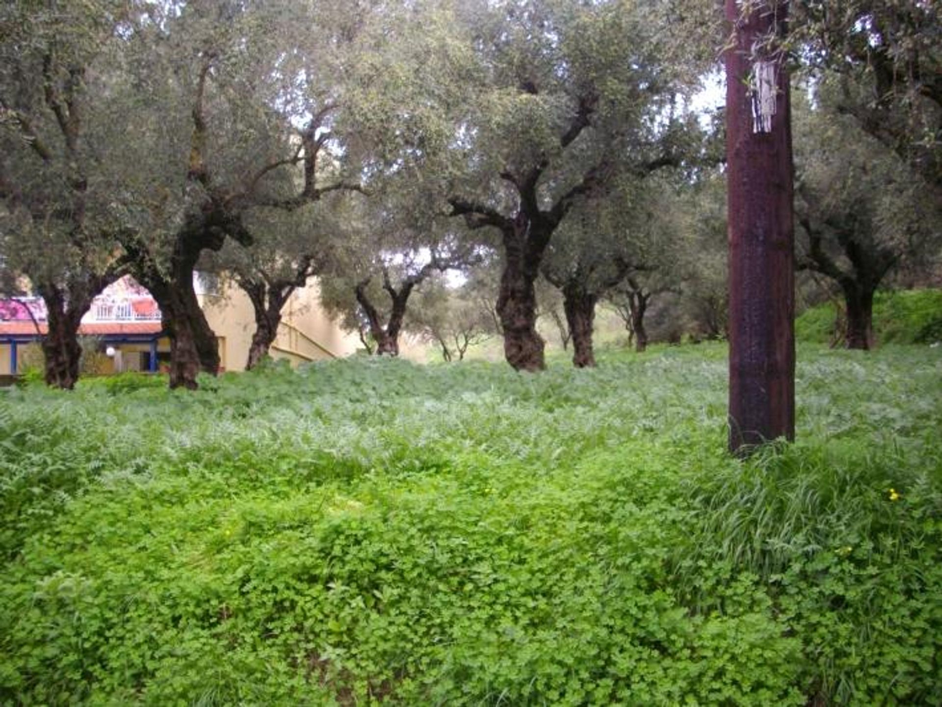 Land in Zakynthos, Zakinthos 10086610