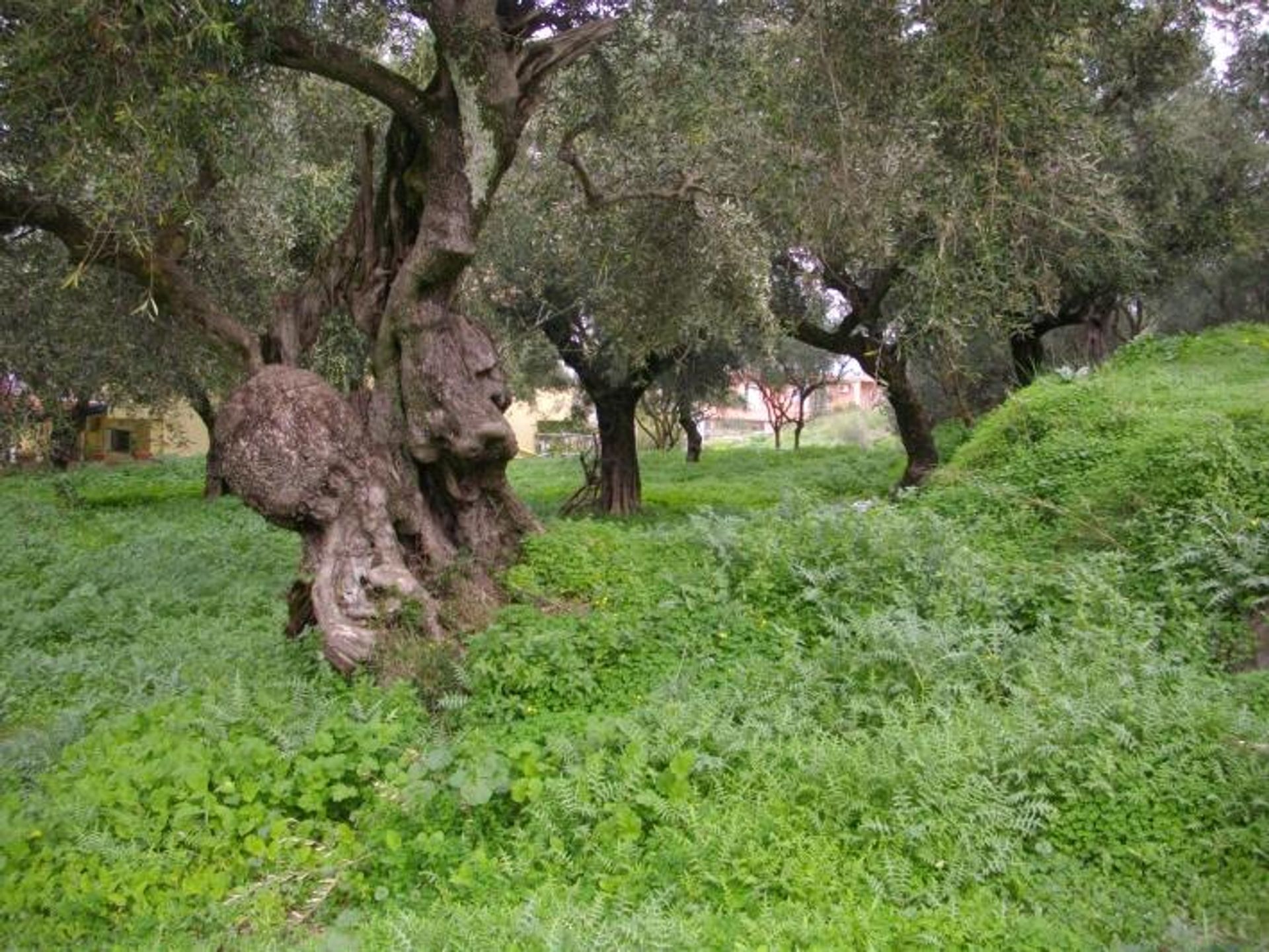 Land in Zakynthos, Zakinthos 10086610