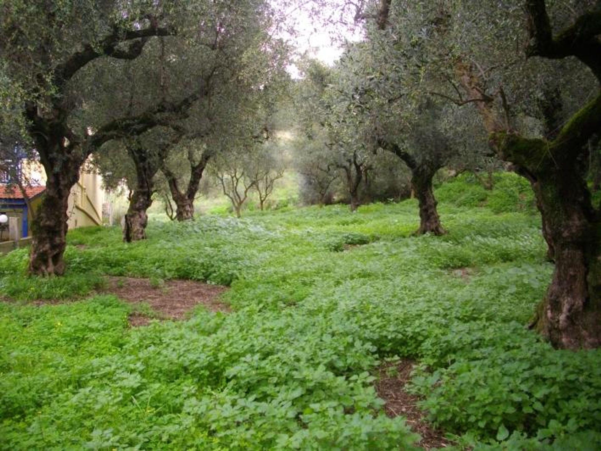 Land in Zakynthos, Zakinthos 10086610