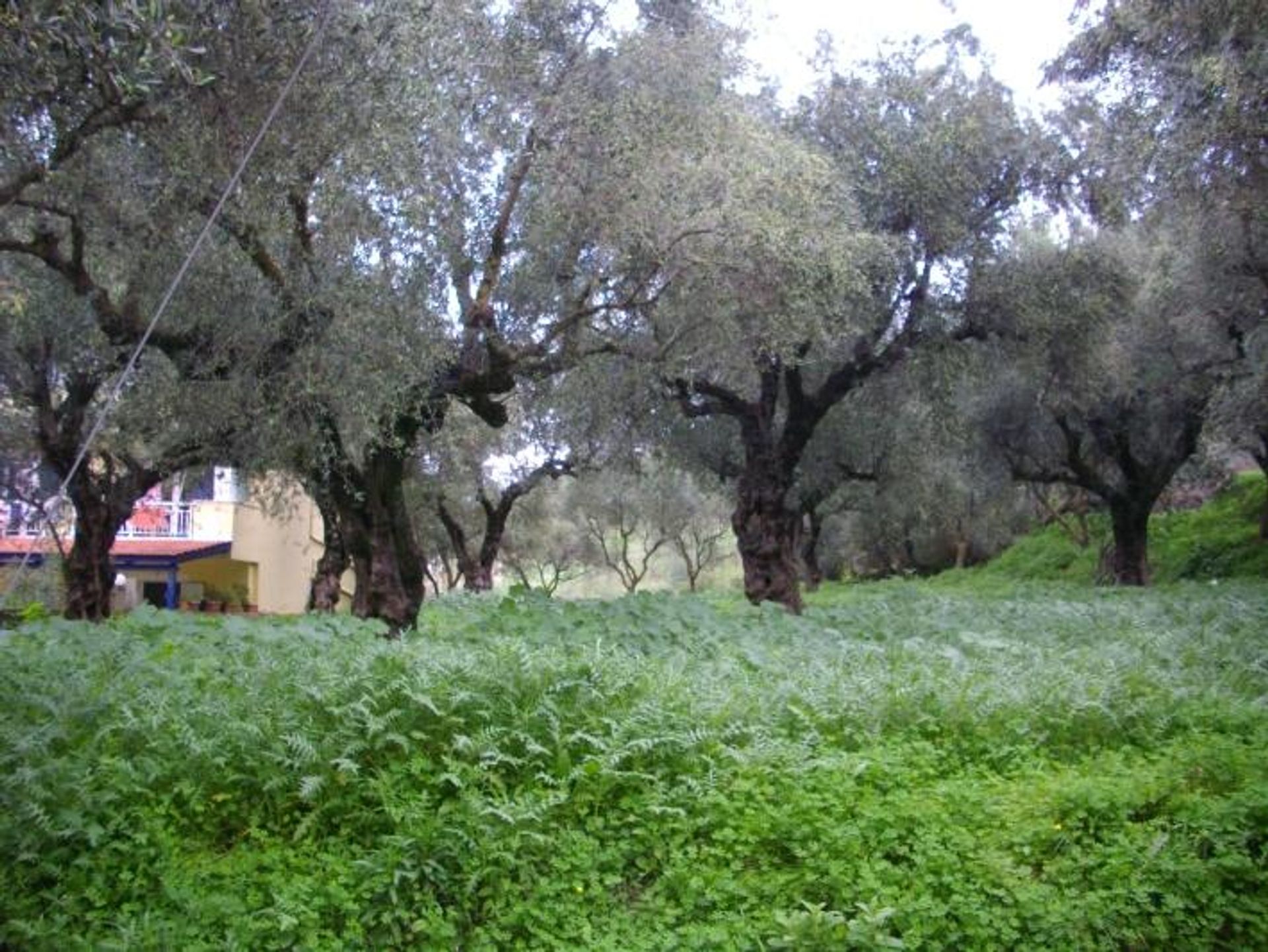 Land in Zakynthos, Zakinthos 10086610