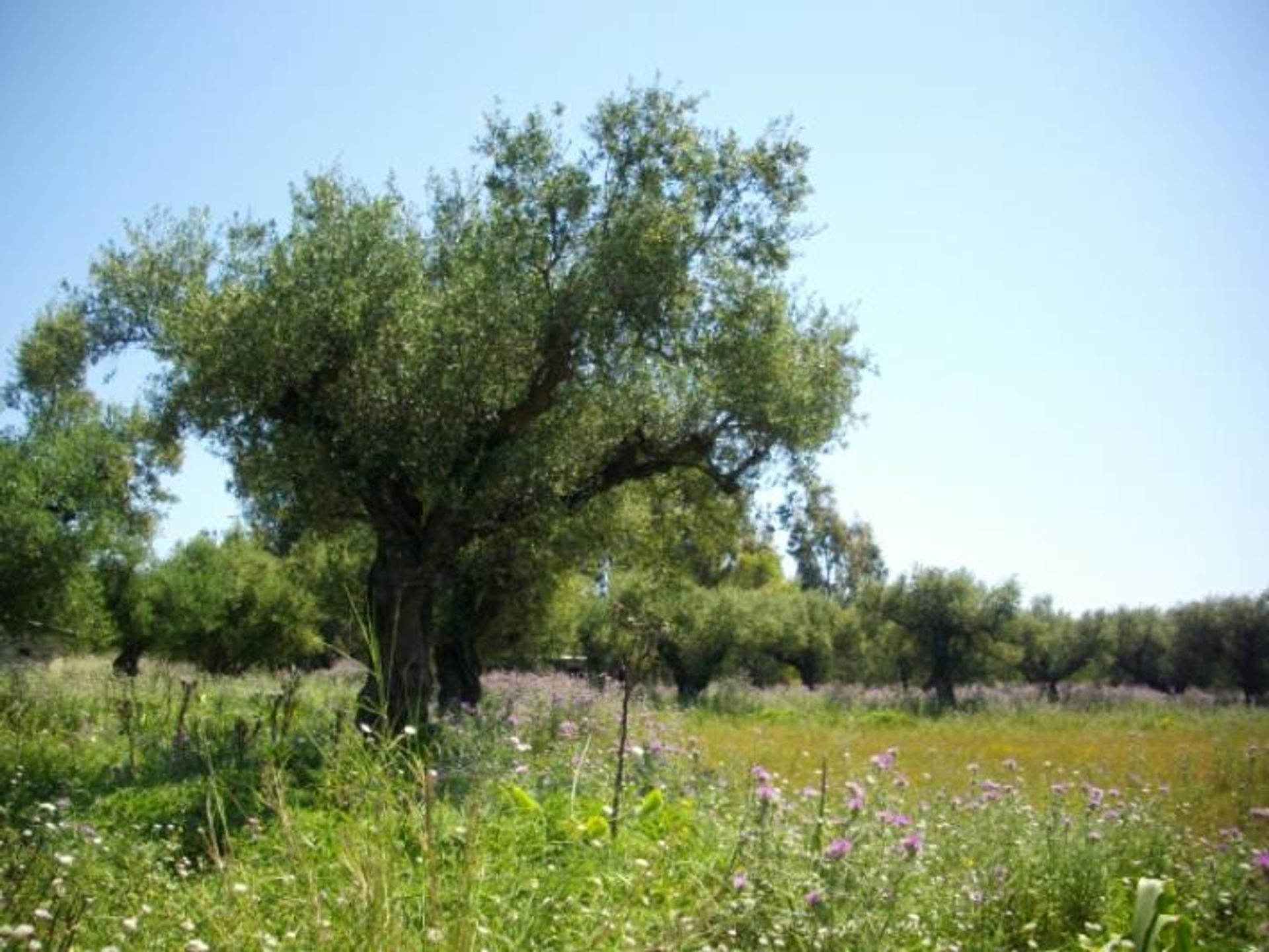 Jord i Ampelokipoi, Ionia Nisia 10086611