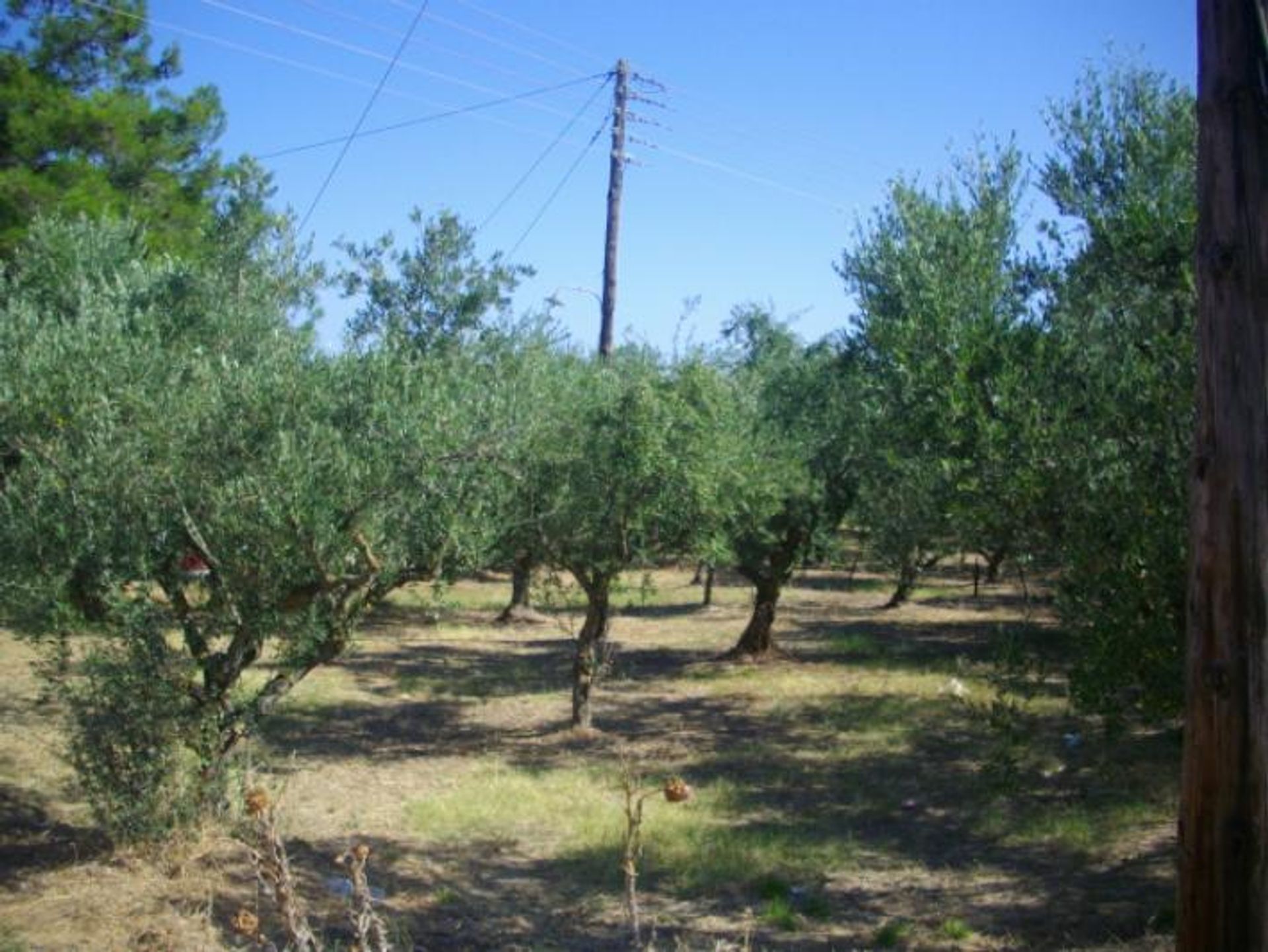 Земля в Zakynthos, Zakinthos 10086615