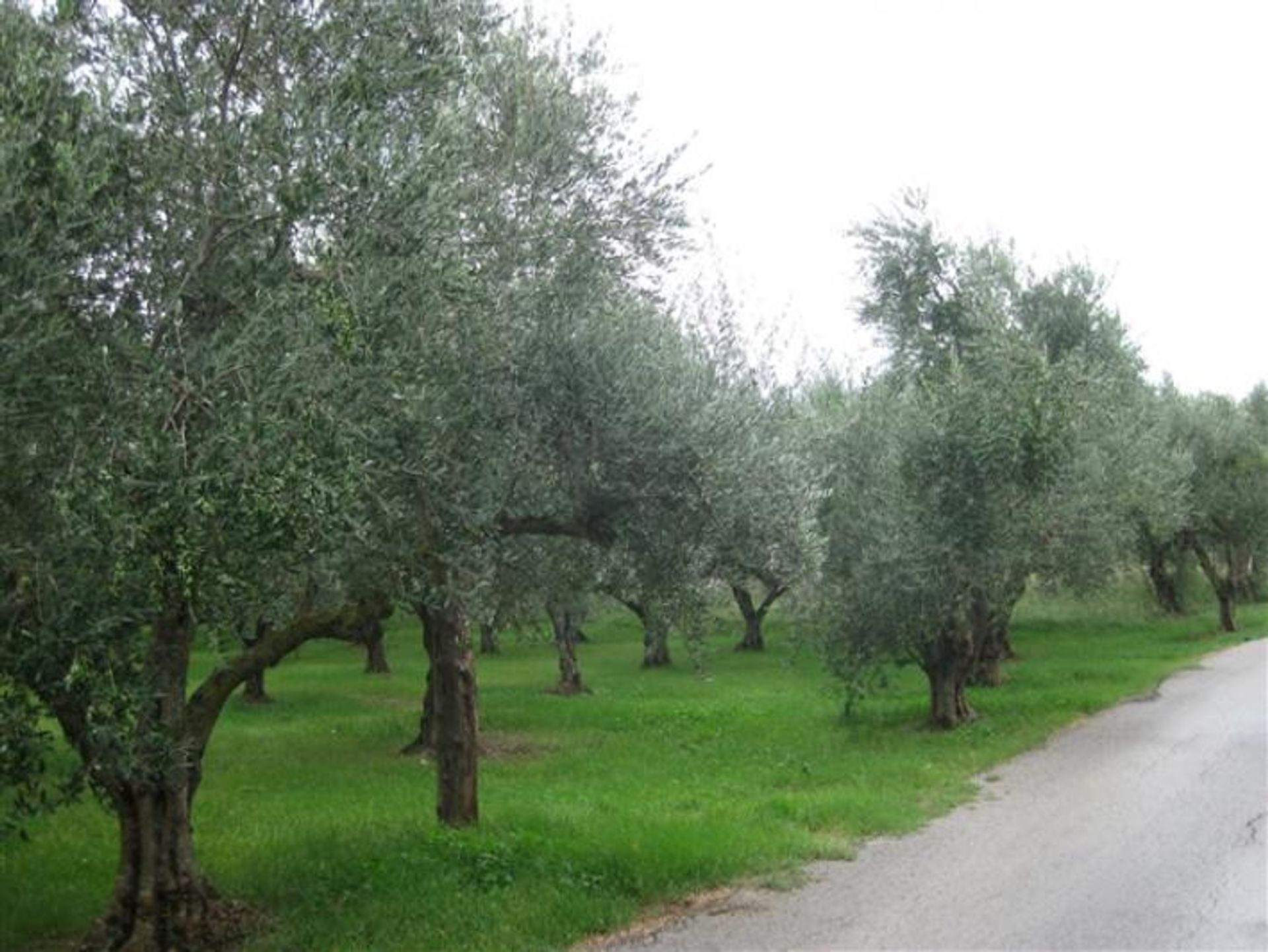 ארץ ב Zakynthos, Zakinthos 10086617