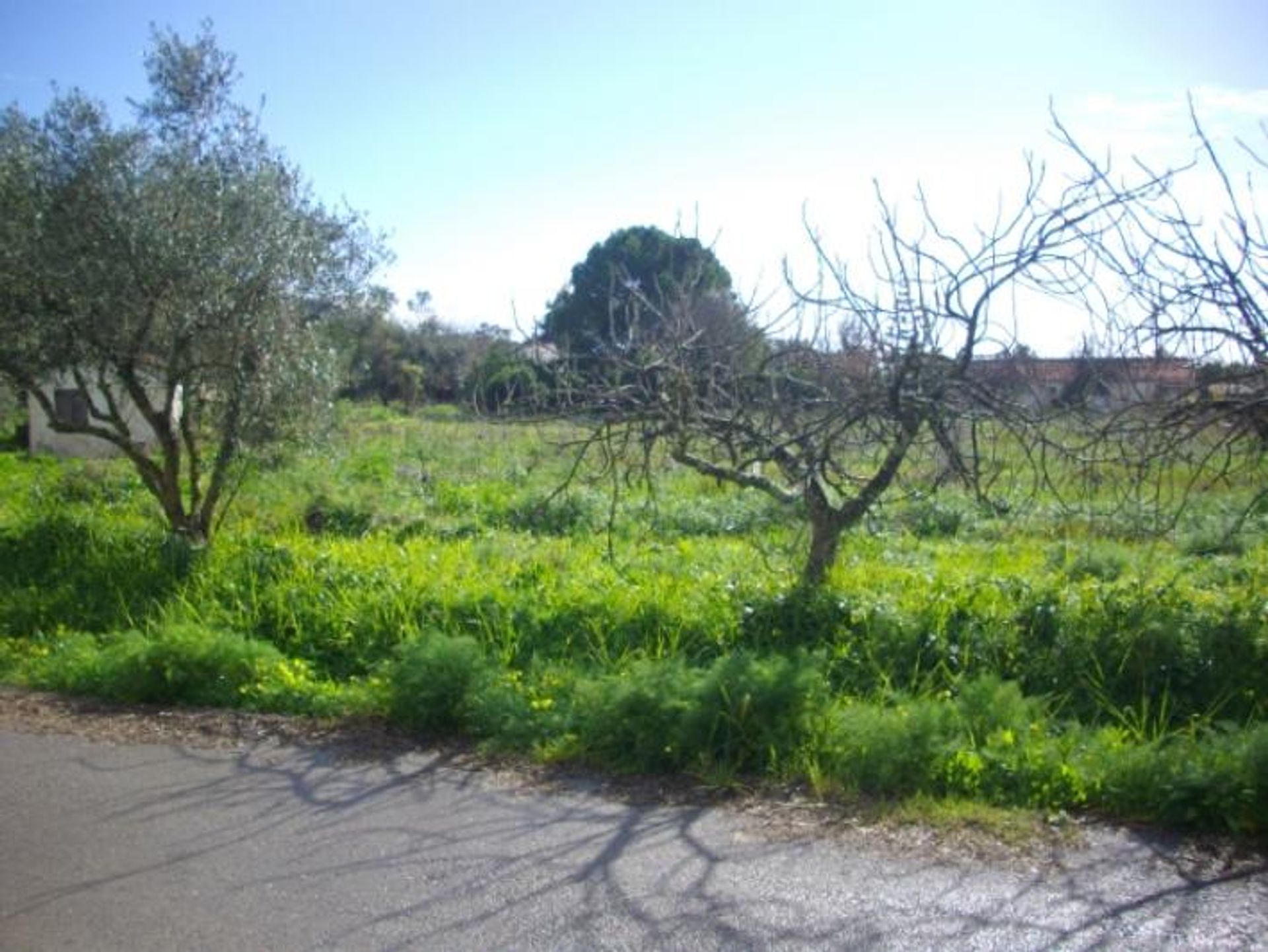 Land in Bochali, Ionia Nisia 10086619