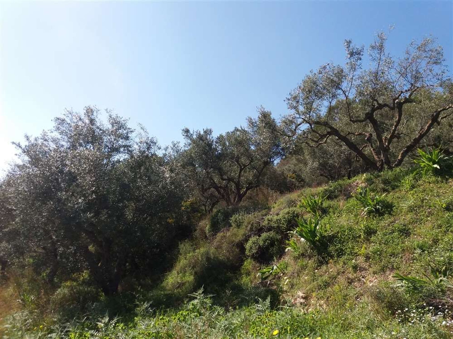 ארץ ב Zakynthos, Zakinthos 10086621