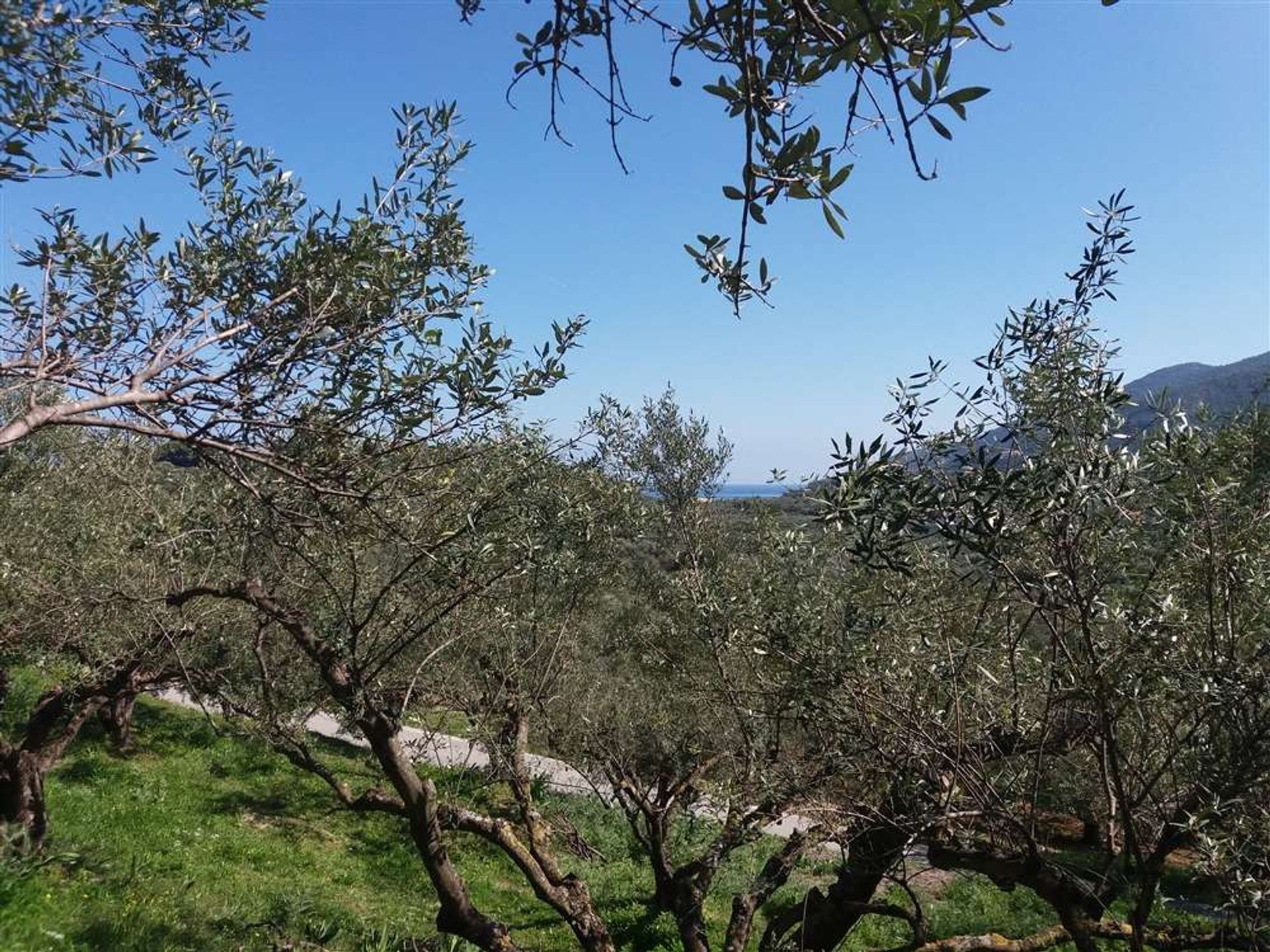 ארץ ב Zakynthos, Zakinthos 10086621