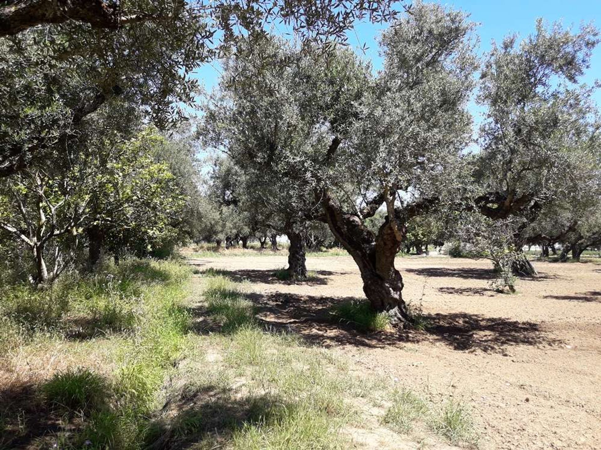 土地 在 Zakynthos, Zakinthos 10086623