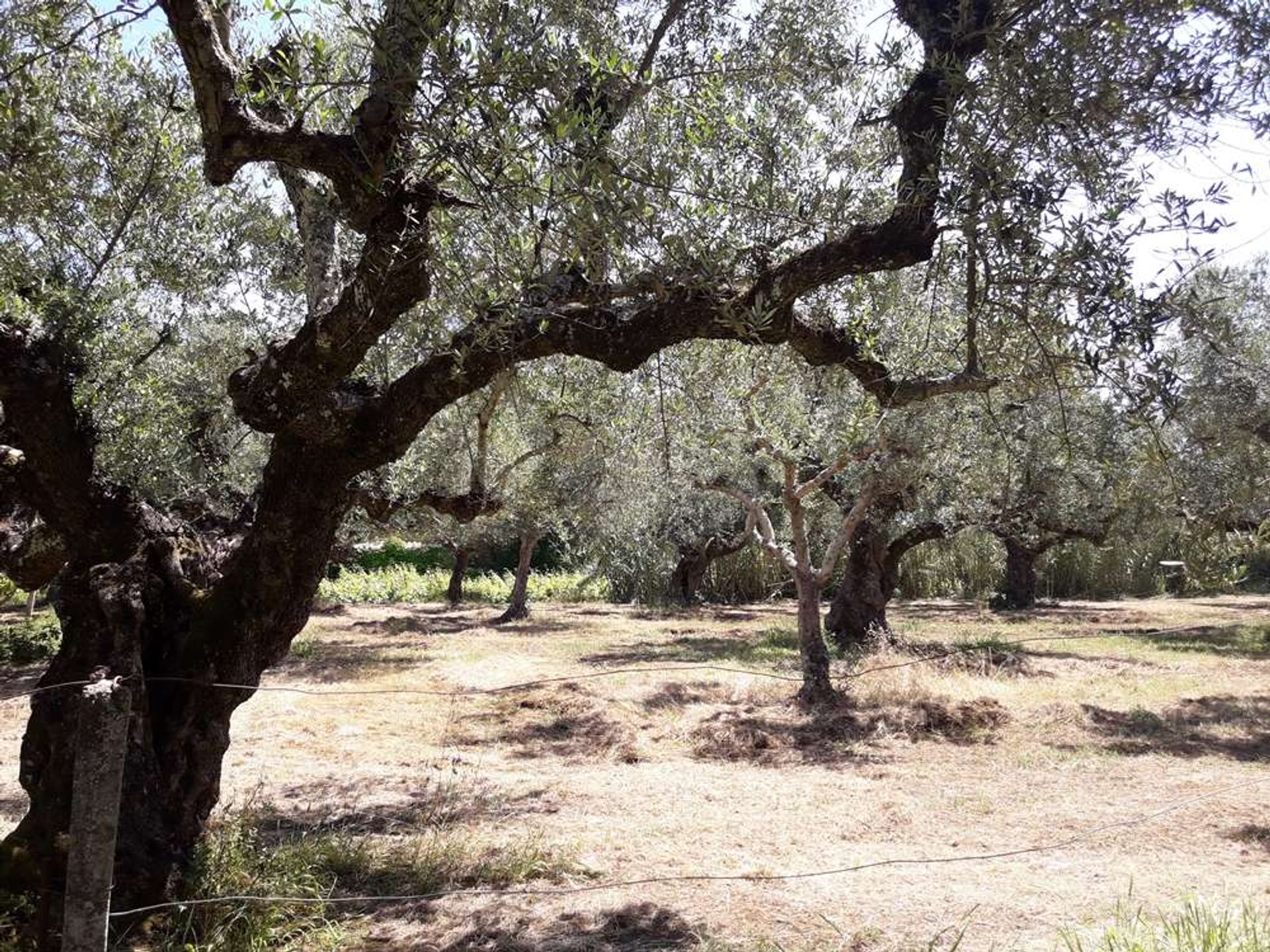 Tanah dalam Zakynthos, Zakinthos 10086623