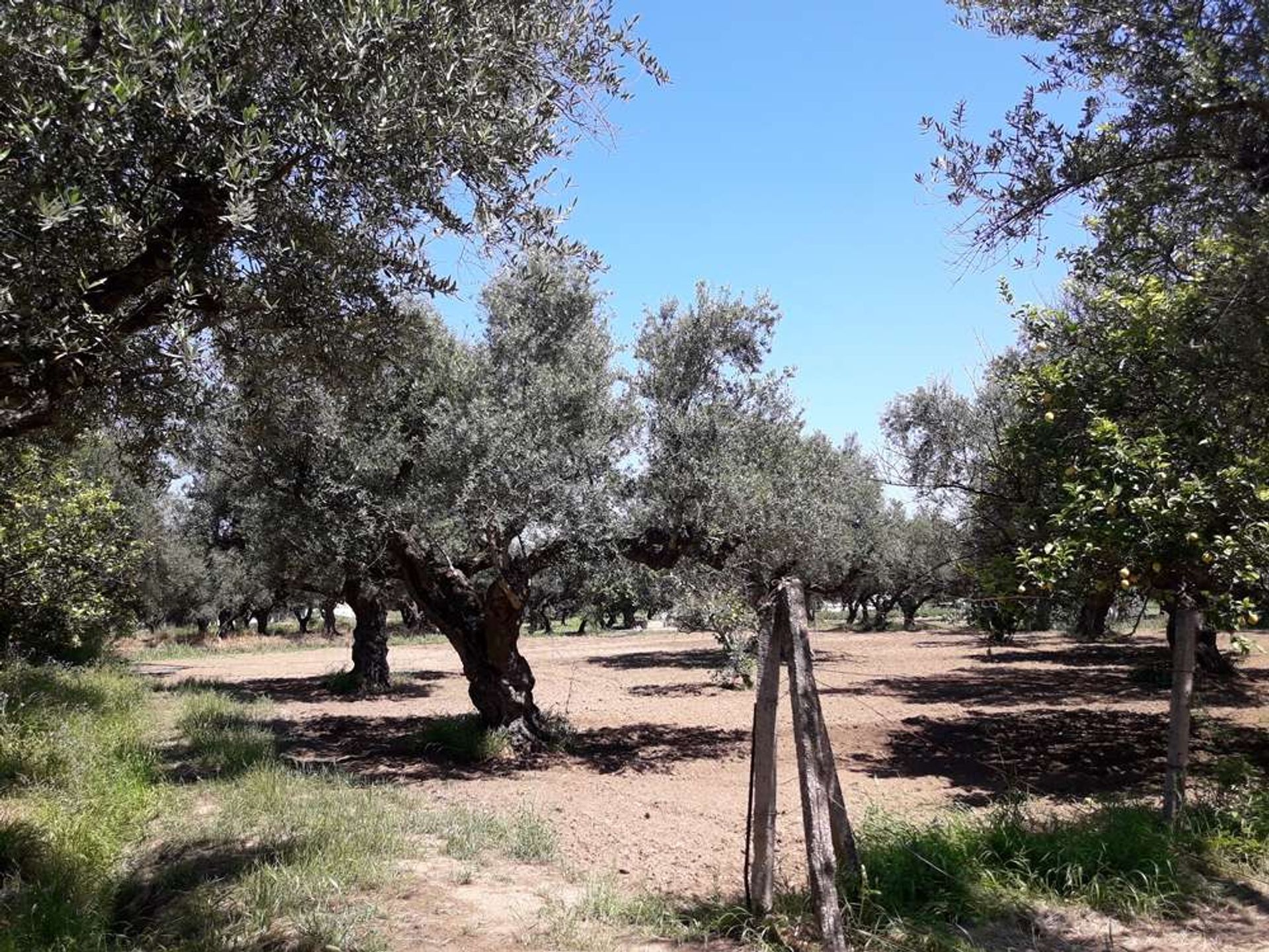 土地 在 Zakynthos, Zakinthos 10086623