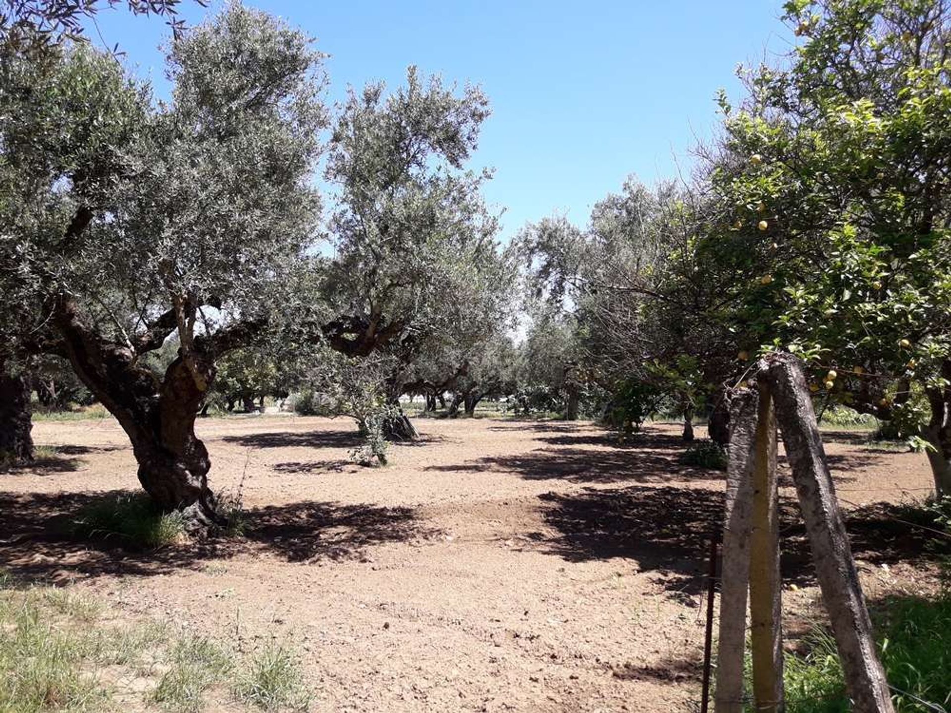 الأرض في Zakynthos, Zakinthos 10086623