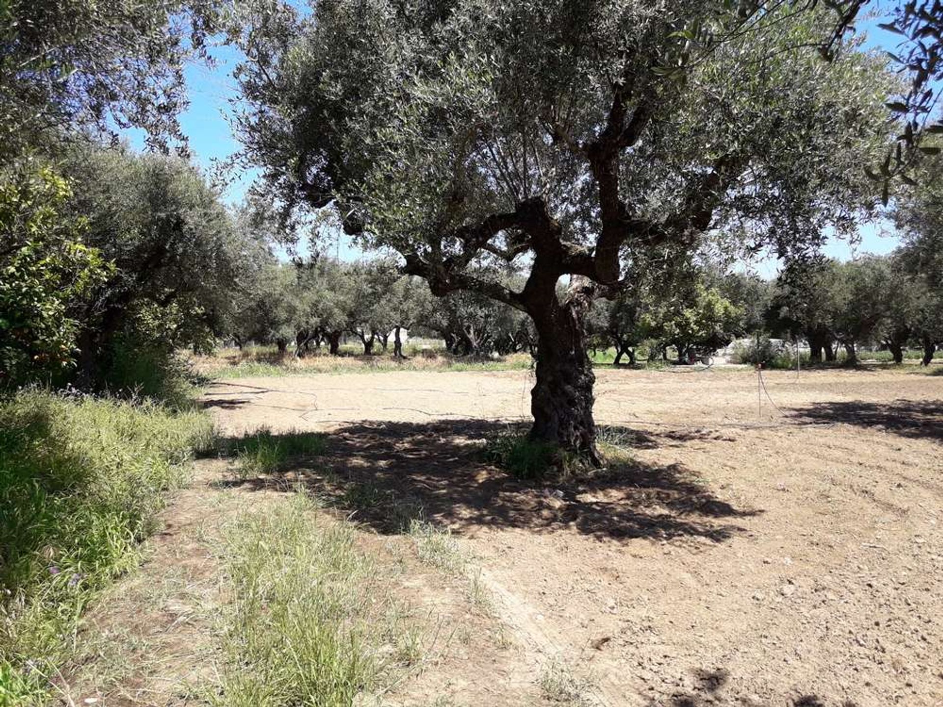 Земля в Zakynthos, Zakinthos 10086623