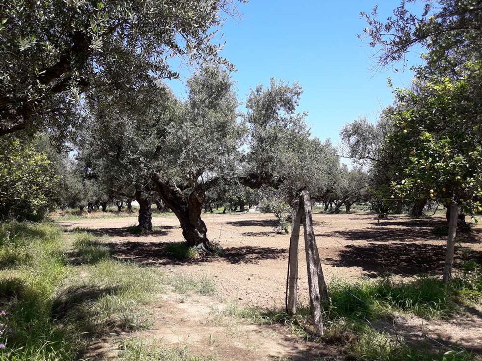 土地 在 Zakynthos, Zakinthos 10086623