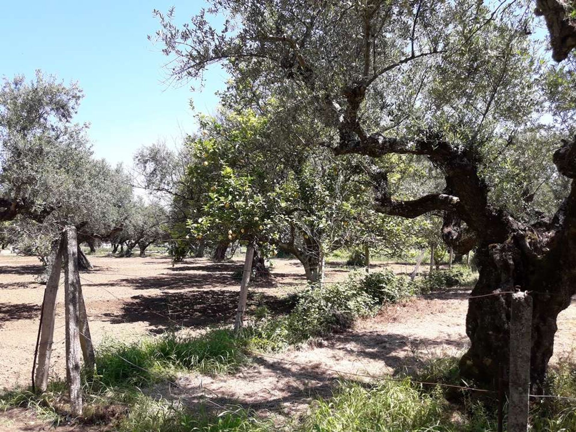 Tanah dalam Zakynthos, Zakinthos 10086623