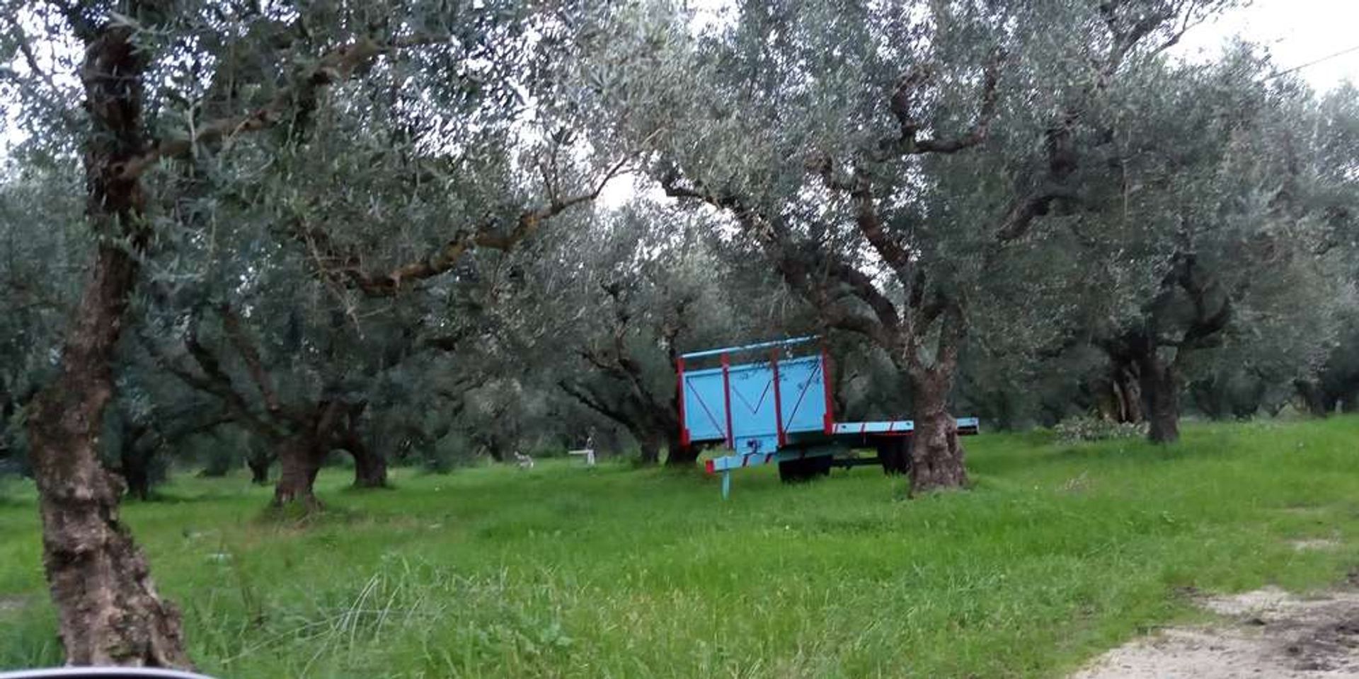 Land in Zakynthos, Zakinthos 10086628