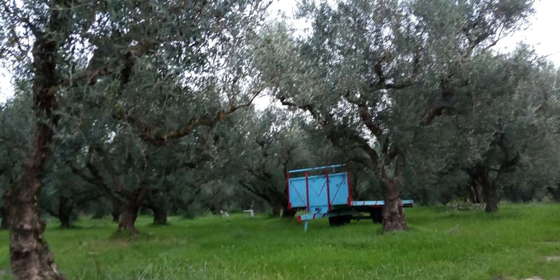 Land in Zakynthos, Zakinthos 10086628