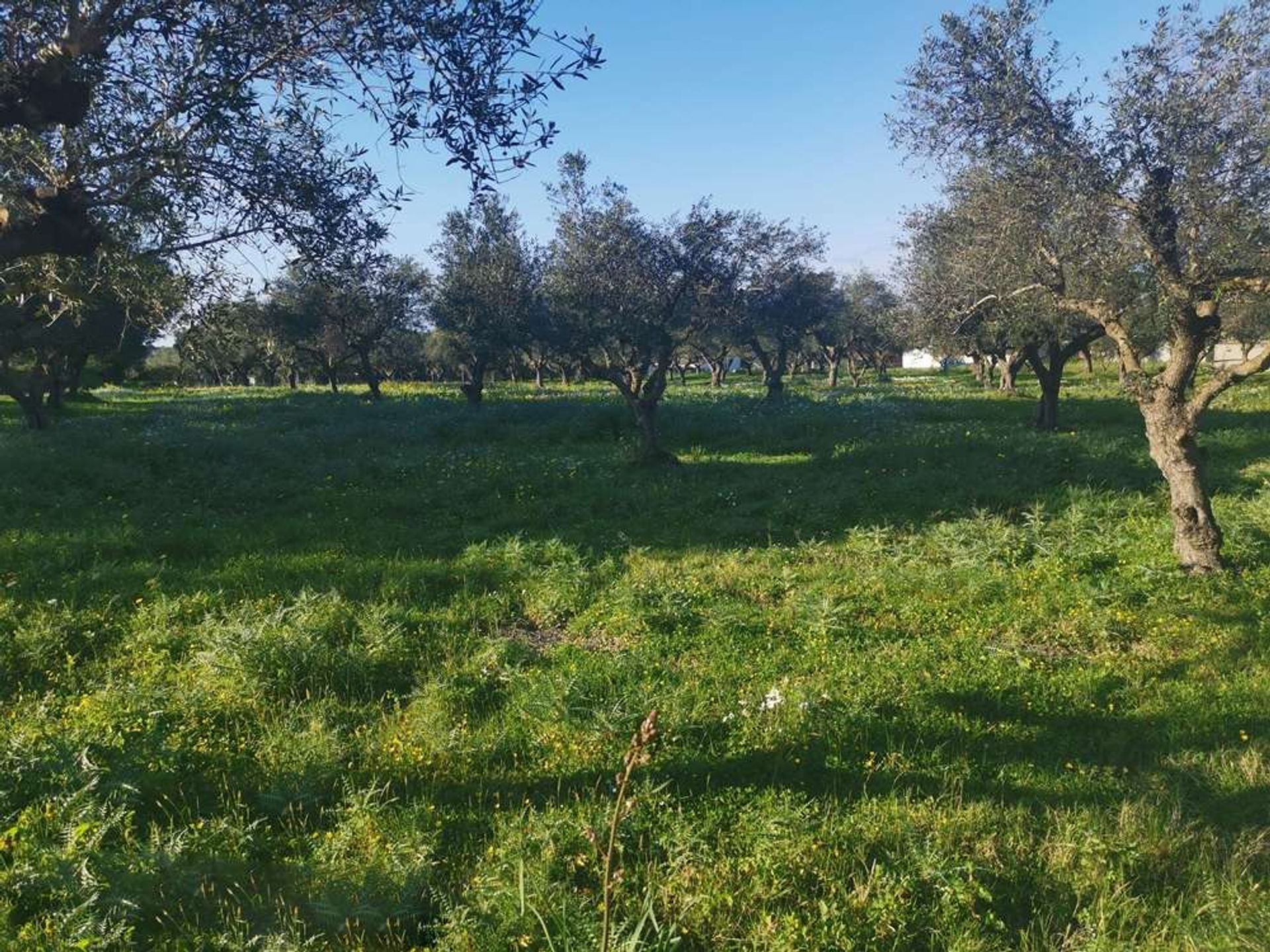 Tierra en bochalí, Jonia Nisia 10086630