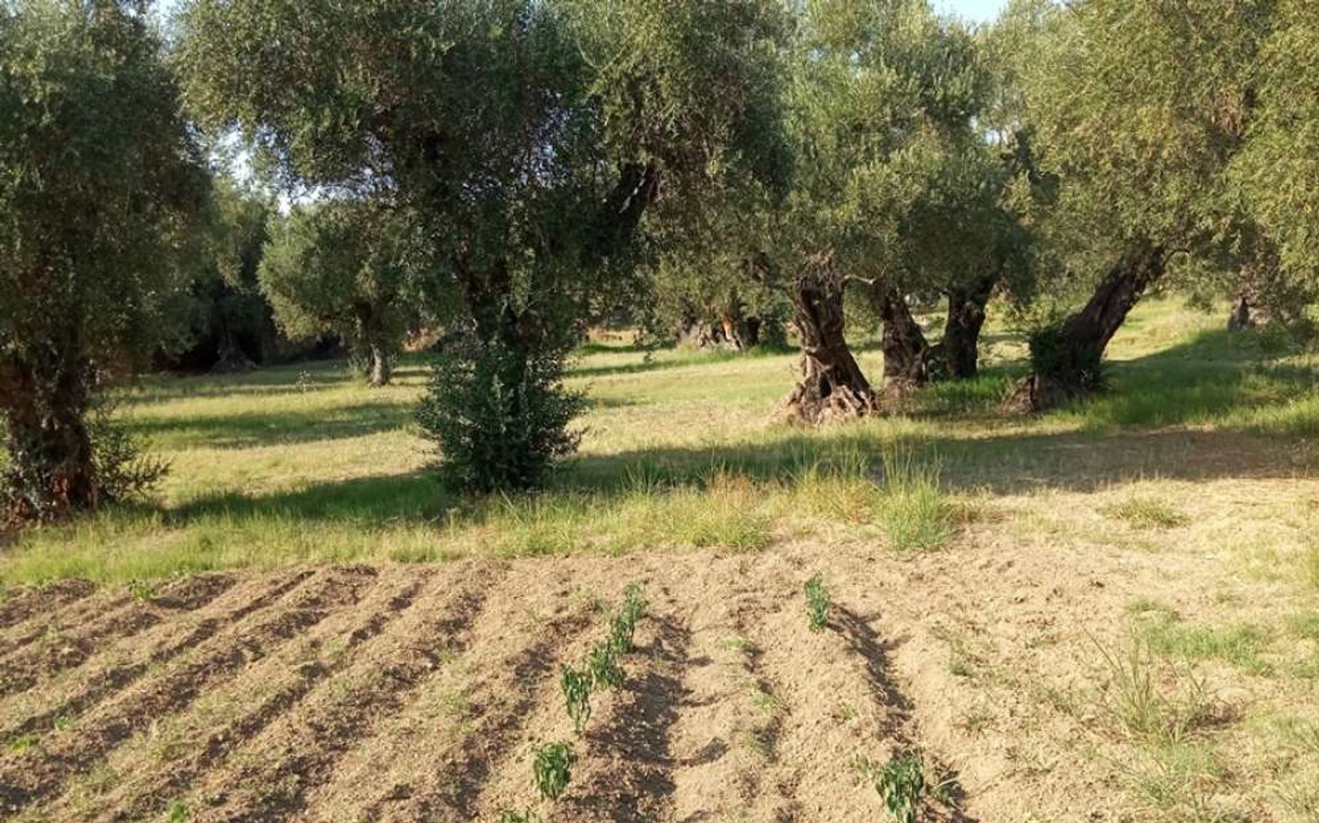 Tierra en Zakynthos, Zakinthos 10086632