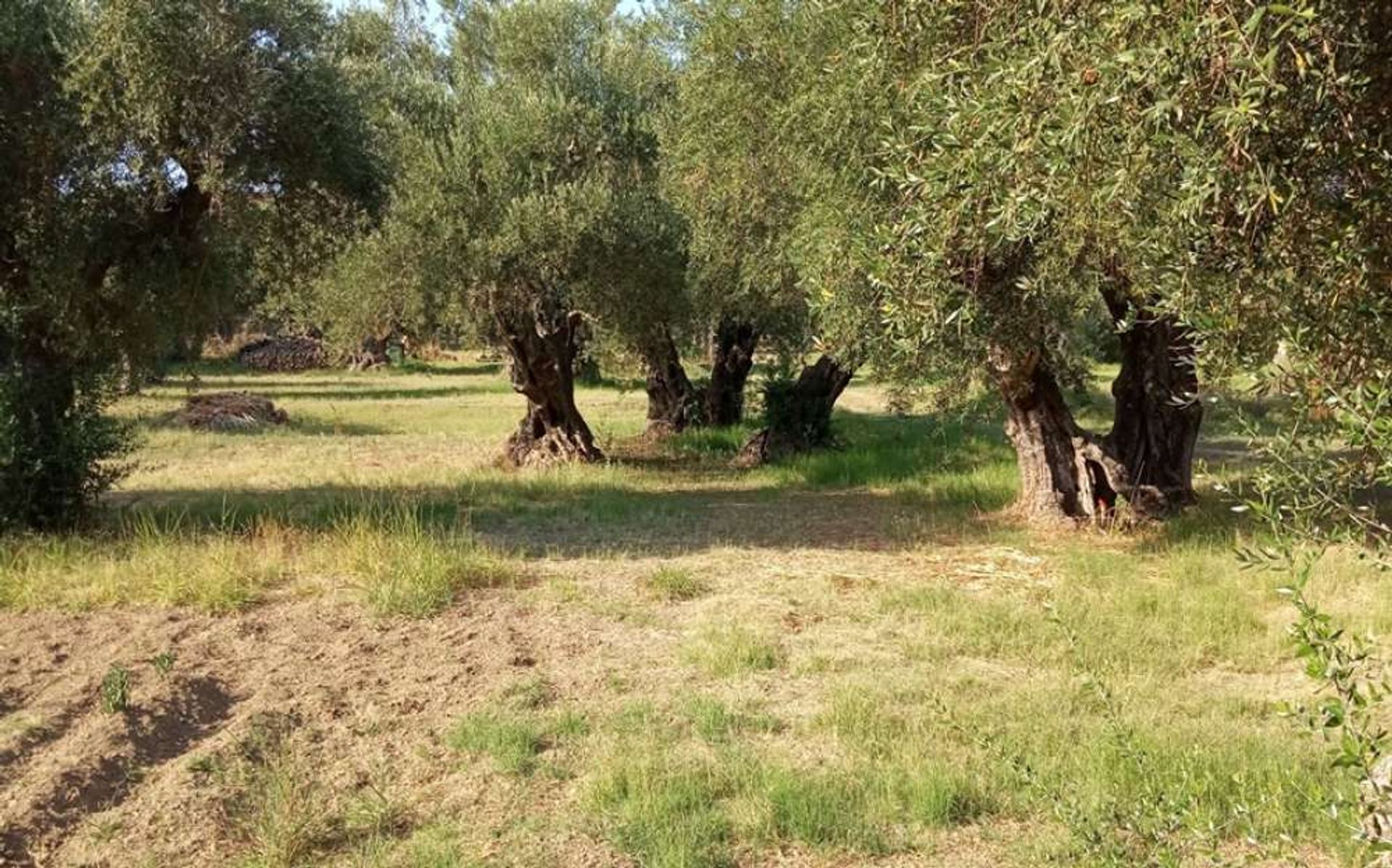 Tierra en Zakynthos, Zakinthos 10086632