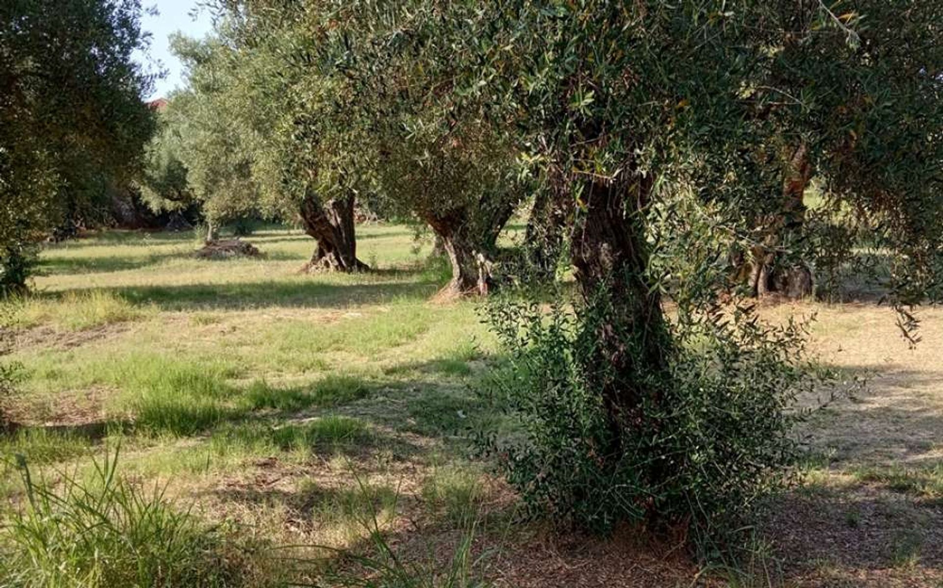 Tierra en Zakynthos, Zakinthos 10086632