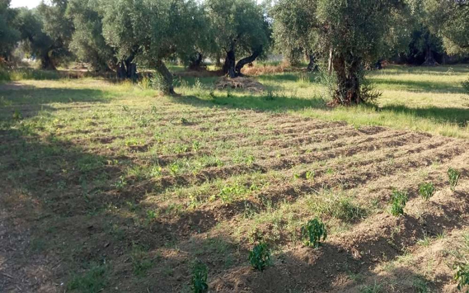 Tierra en Zakynthos, Zakinthos 10086632