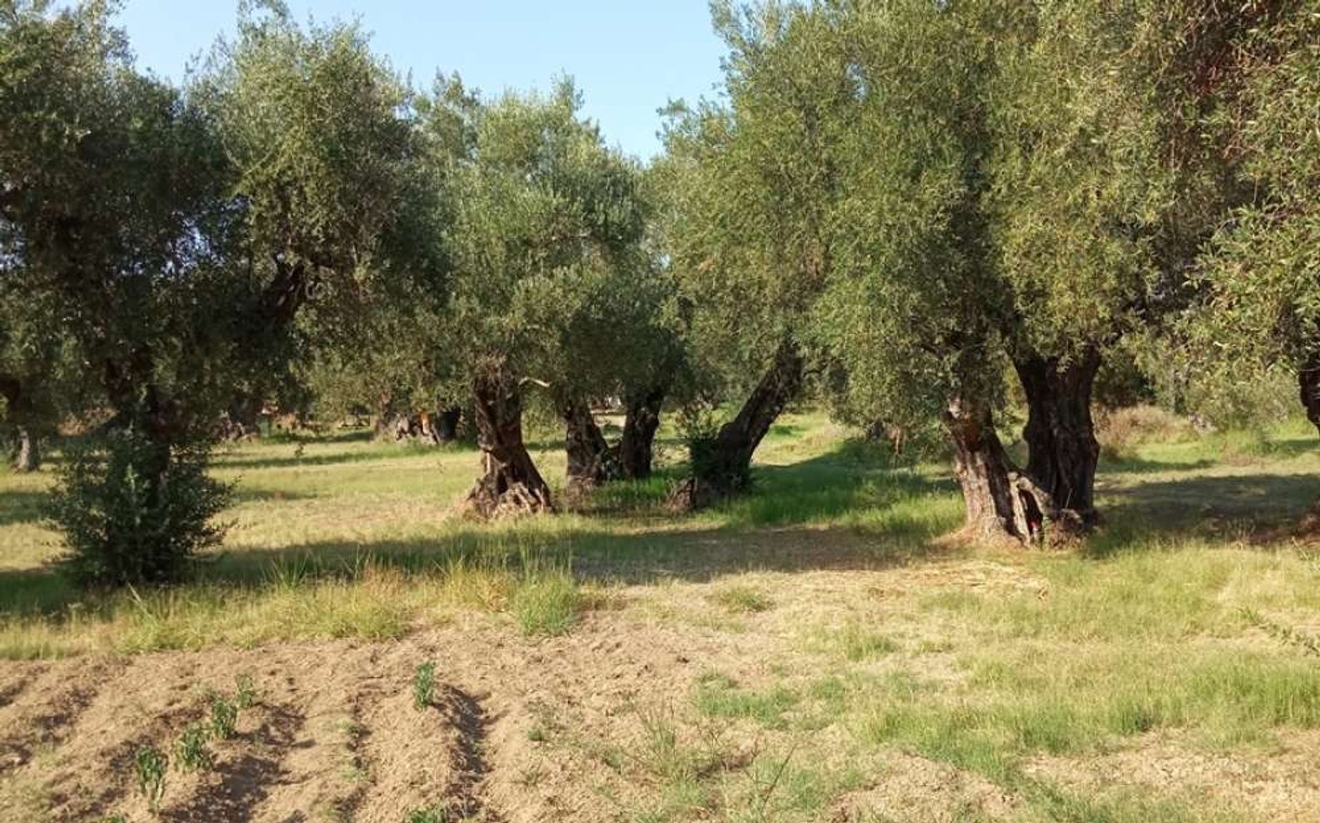 Tierra en Zakynthos, Zakinthos 10086632