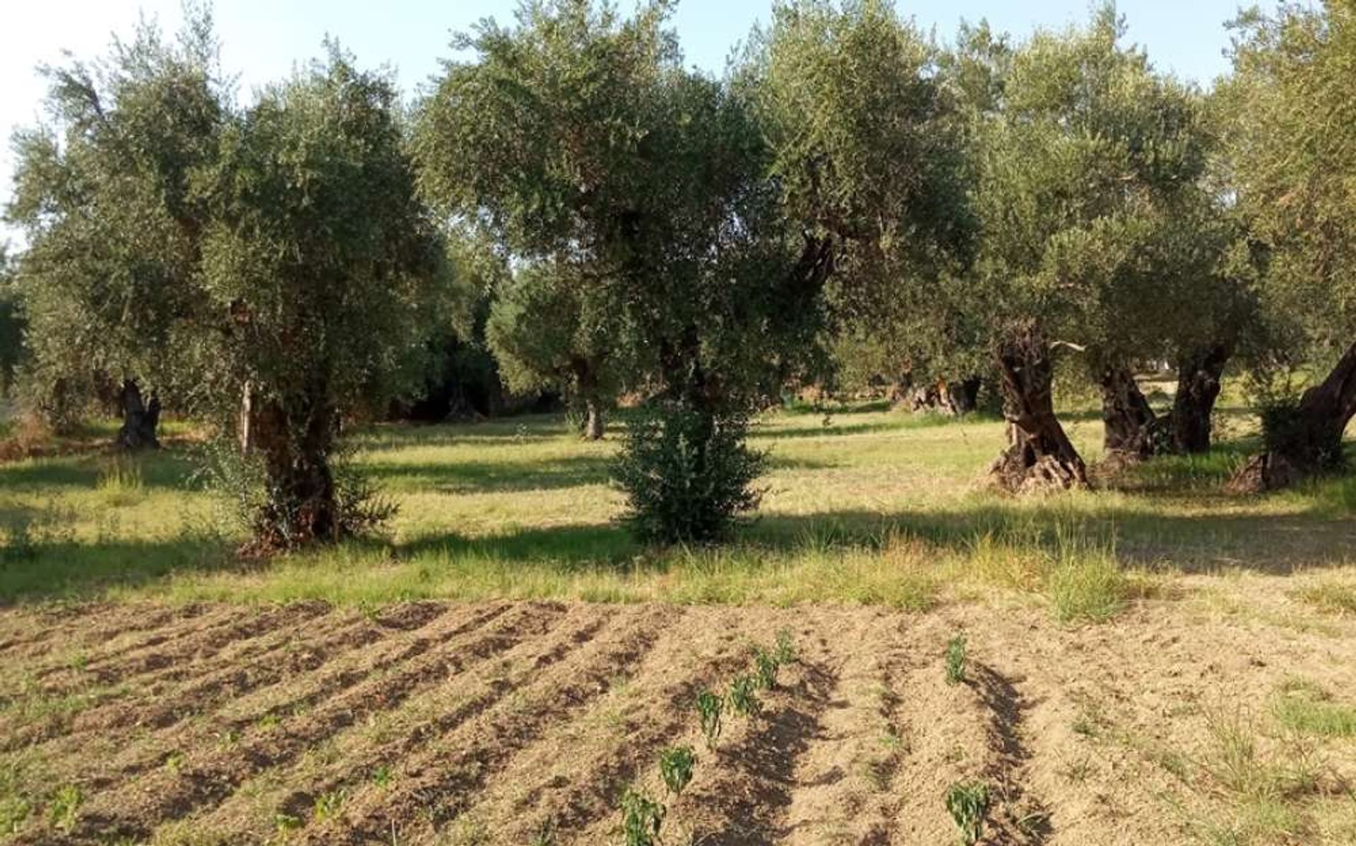 Tierra en Zakynthos, Zakinthos 10086632