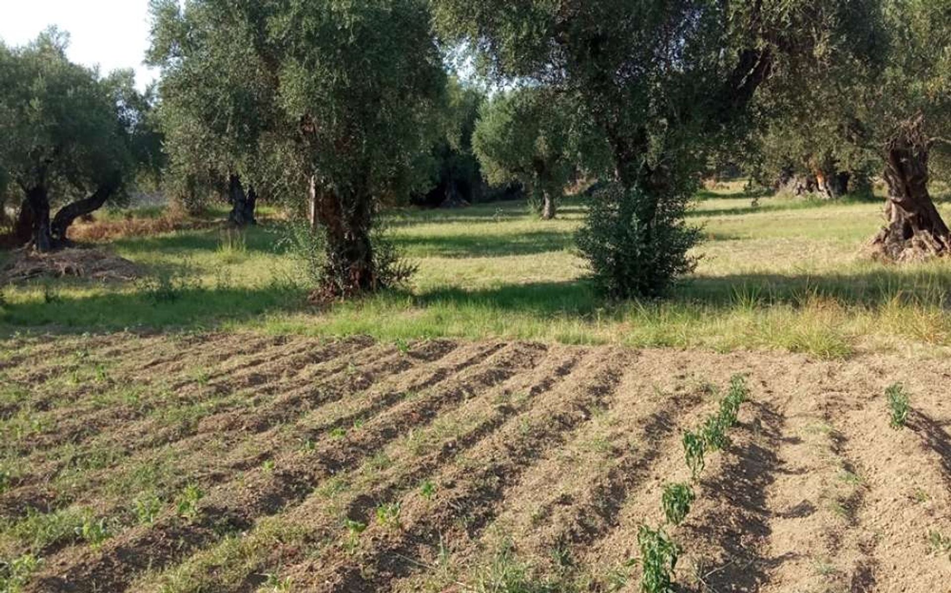 Tierra en Zakynthos, Zakinthos 10086632